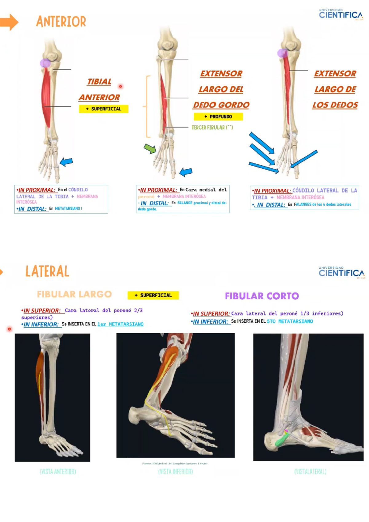 Anato - apunte - UNIVERSIDAD CIENTIFICA ANTERIOR EXTENSOR EXTENSOR ...