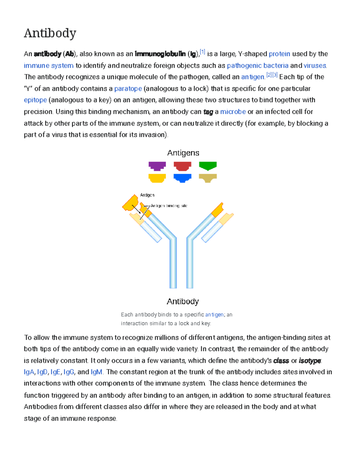 Antibody Wikipedia Wikipeddia about antigen Antibody An antibody
