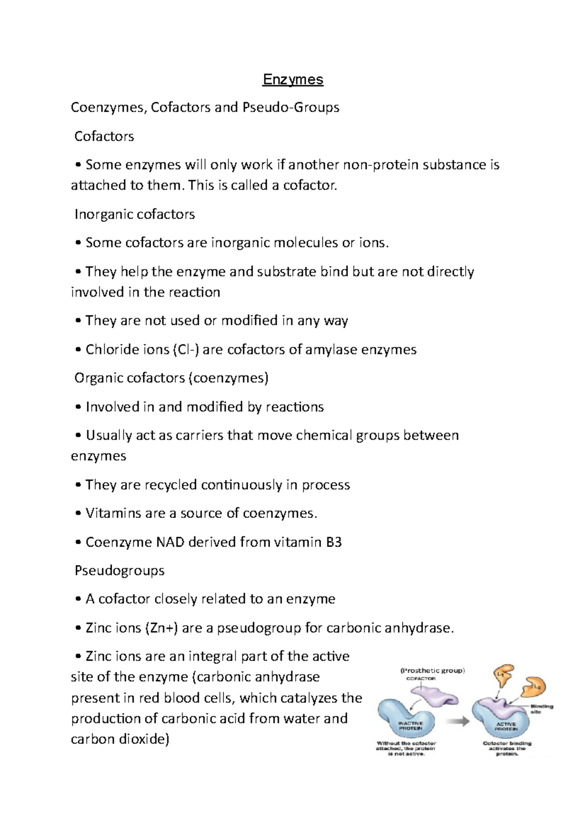 Enzymes Notes on Biology A Level OCR A Enzymes Coenzymes, Cofactors