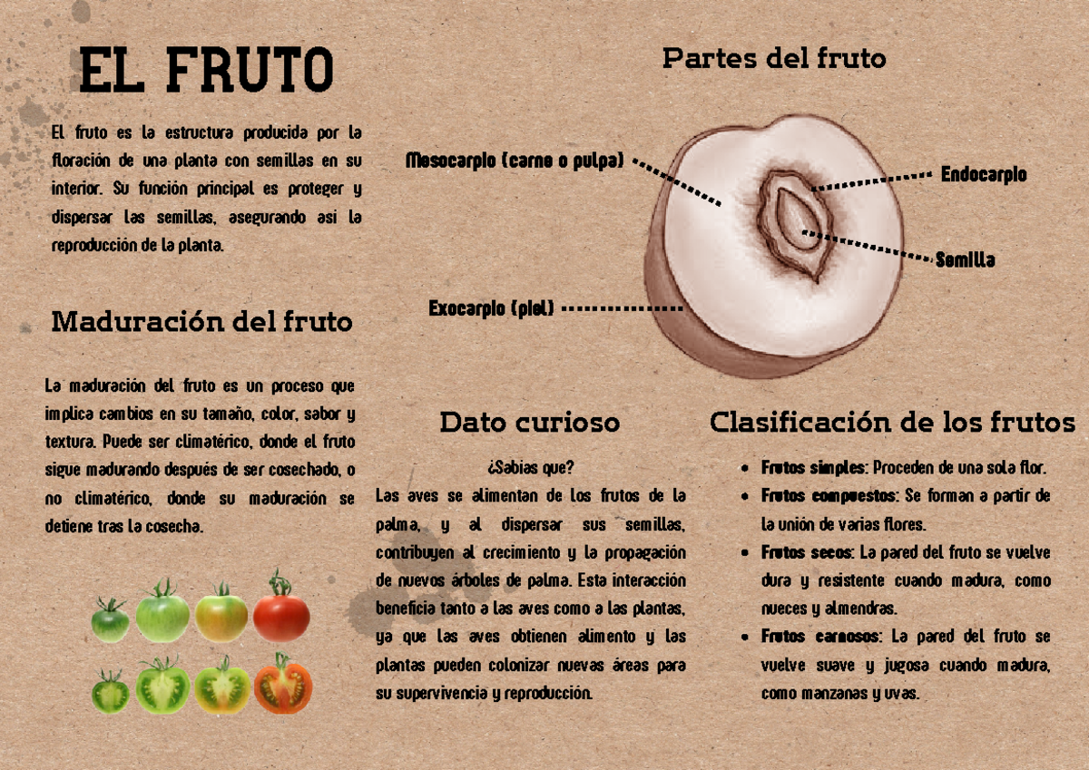 El Fruto - El Fruto Semilla El fruto es la estructura producida por la ...