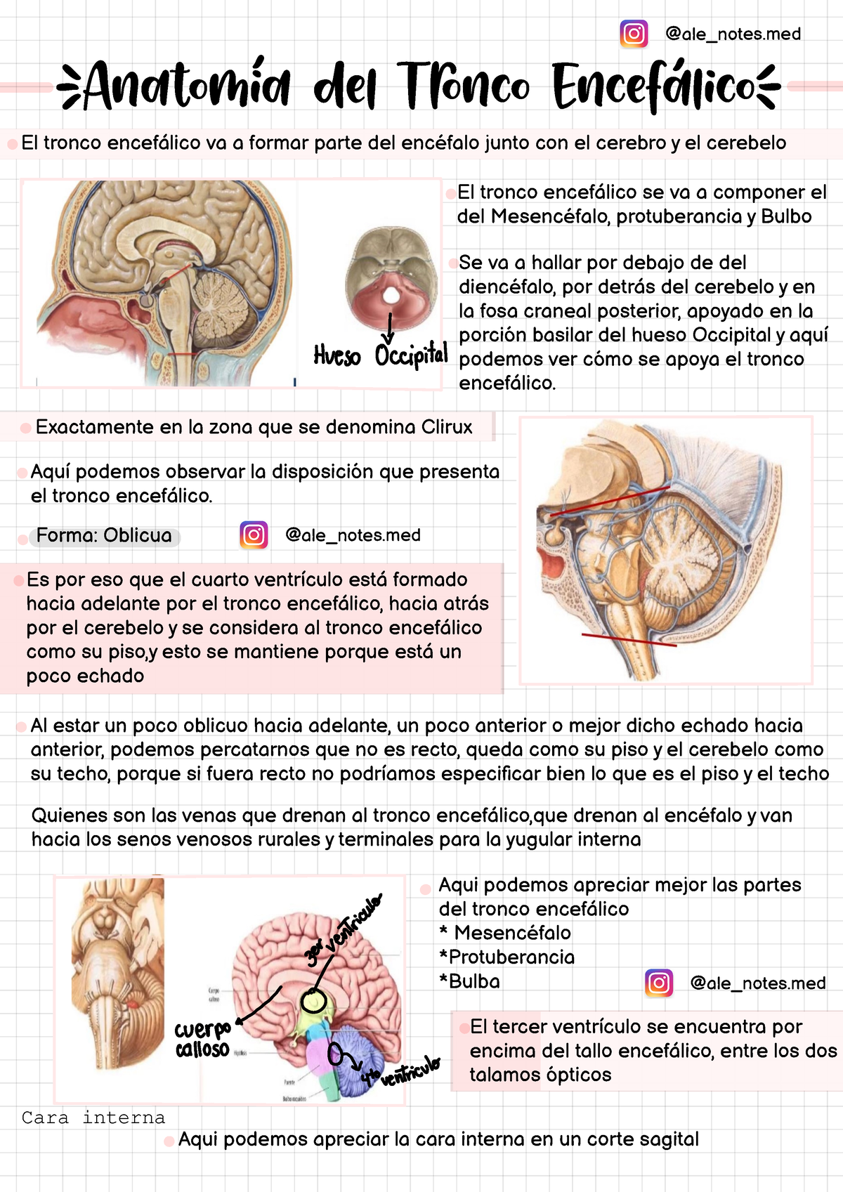 partes del tronco encefálico