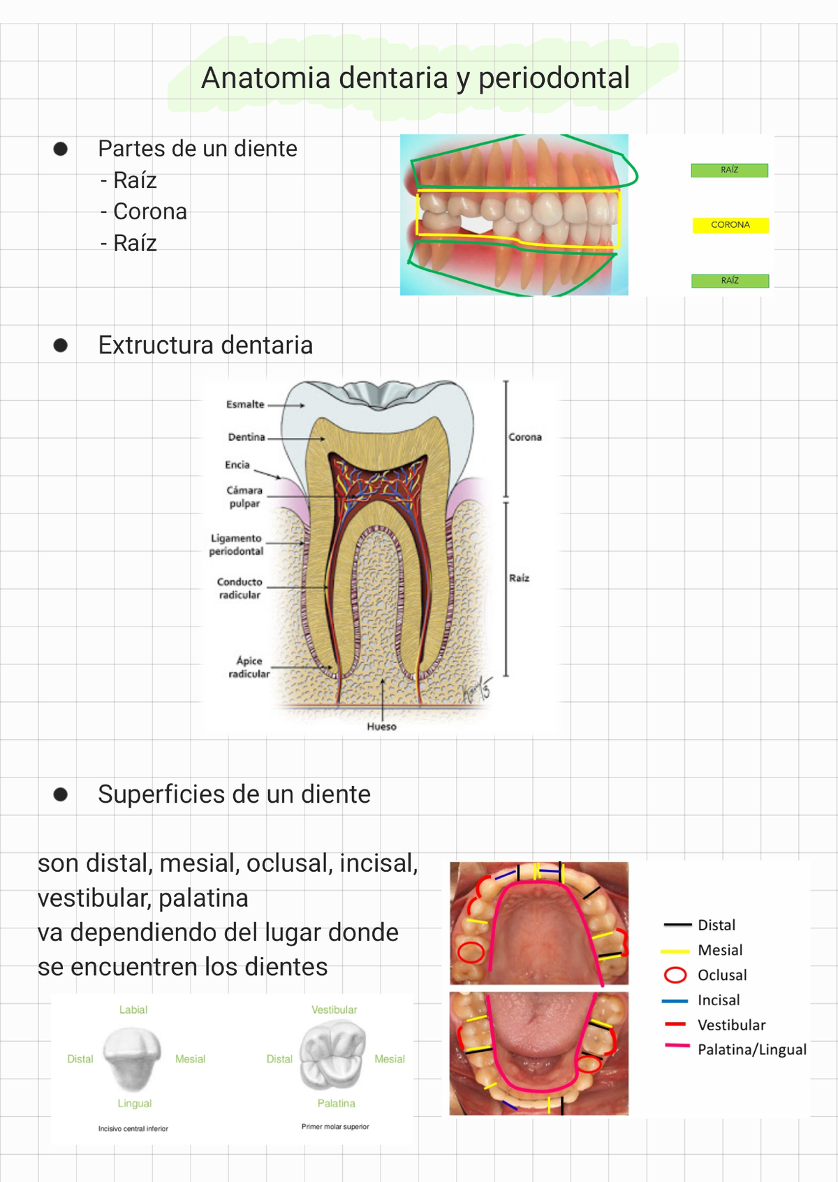 Anatomia Dentaria 220609 035347 - Odontología Y Medicina Interna - Studocu