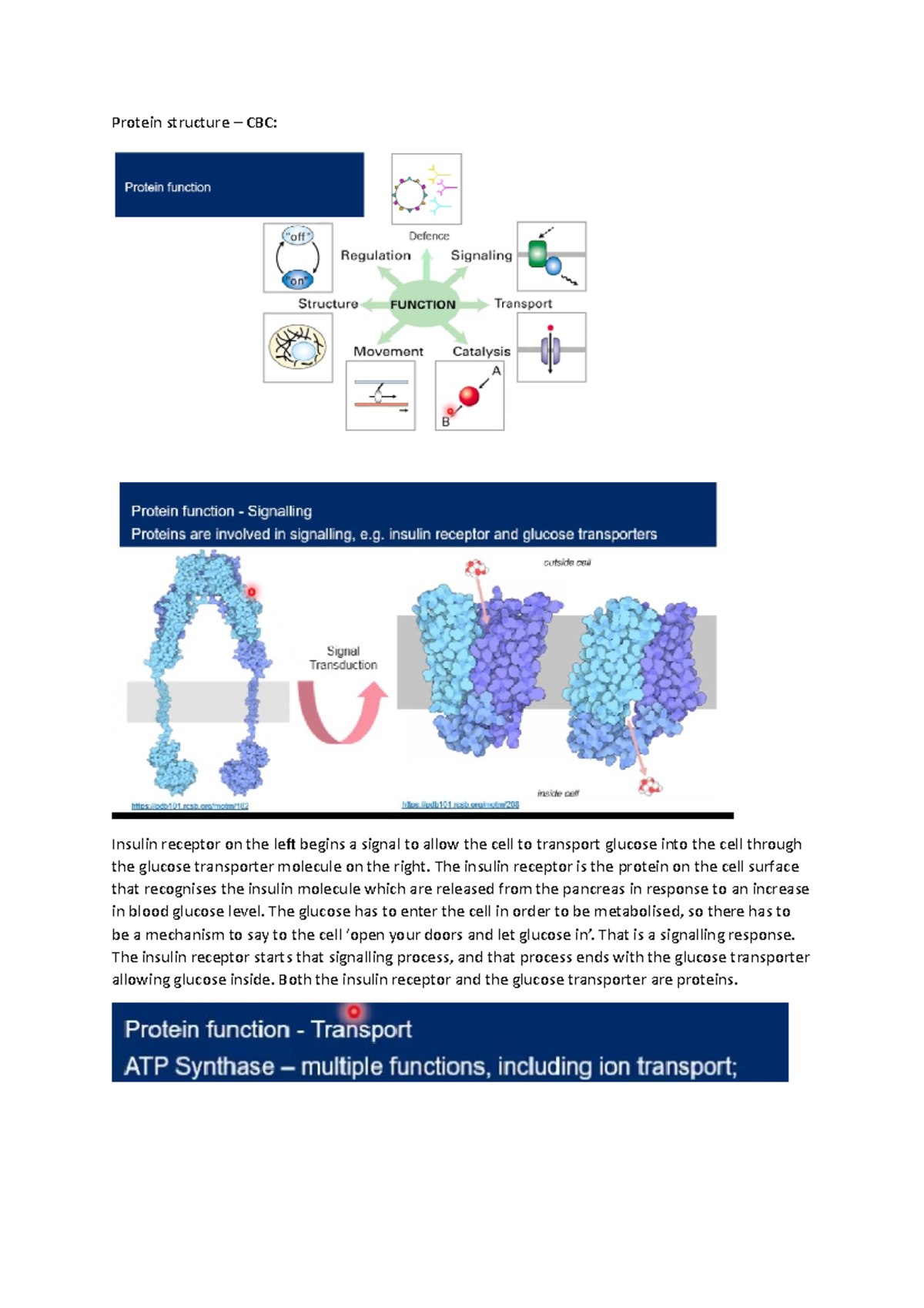 Protein structure Lecture notes 7 Protein structure CBC Insulin
