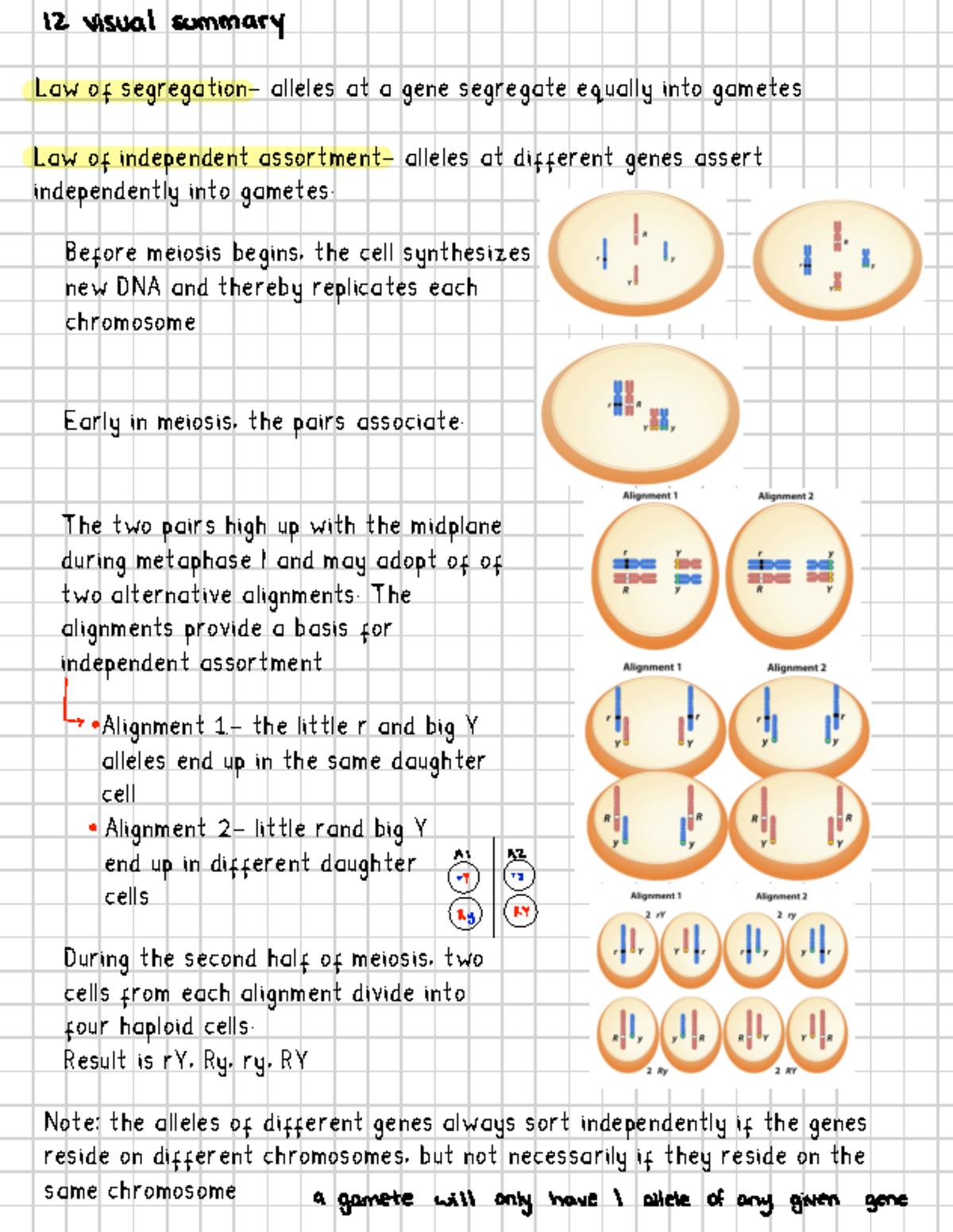 Module 4 review - Law of segregation- alleles at a gene segregate ...