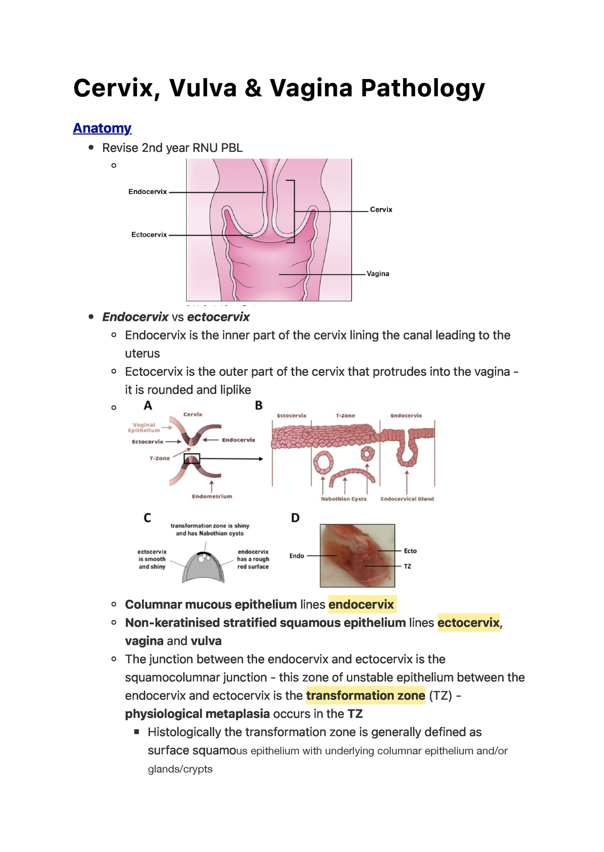 Cervix Vulva And Vagina Pathology C E R V I X Vu L Va Va G I N A Pa T H O L O G Y Anatomy