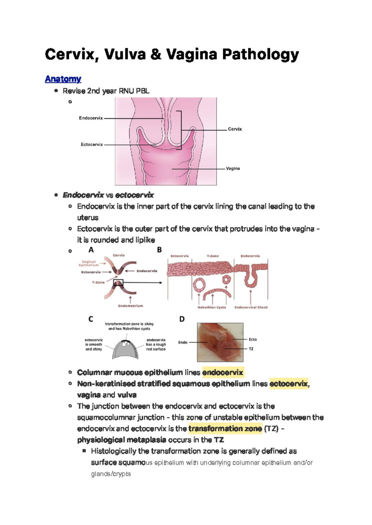 Cervix Vulva And Vagina Pathology C E R V I X Vu L Va Va G I N A 