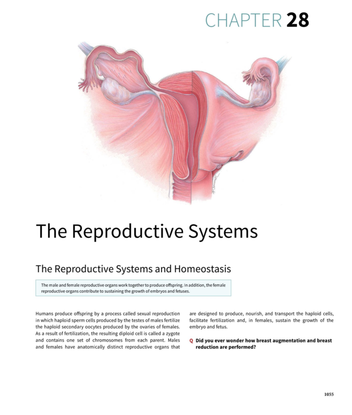 Reproductive System - Community Health Nursing 1 - Studocu