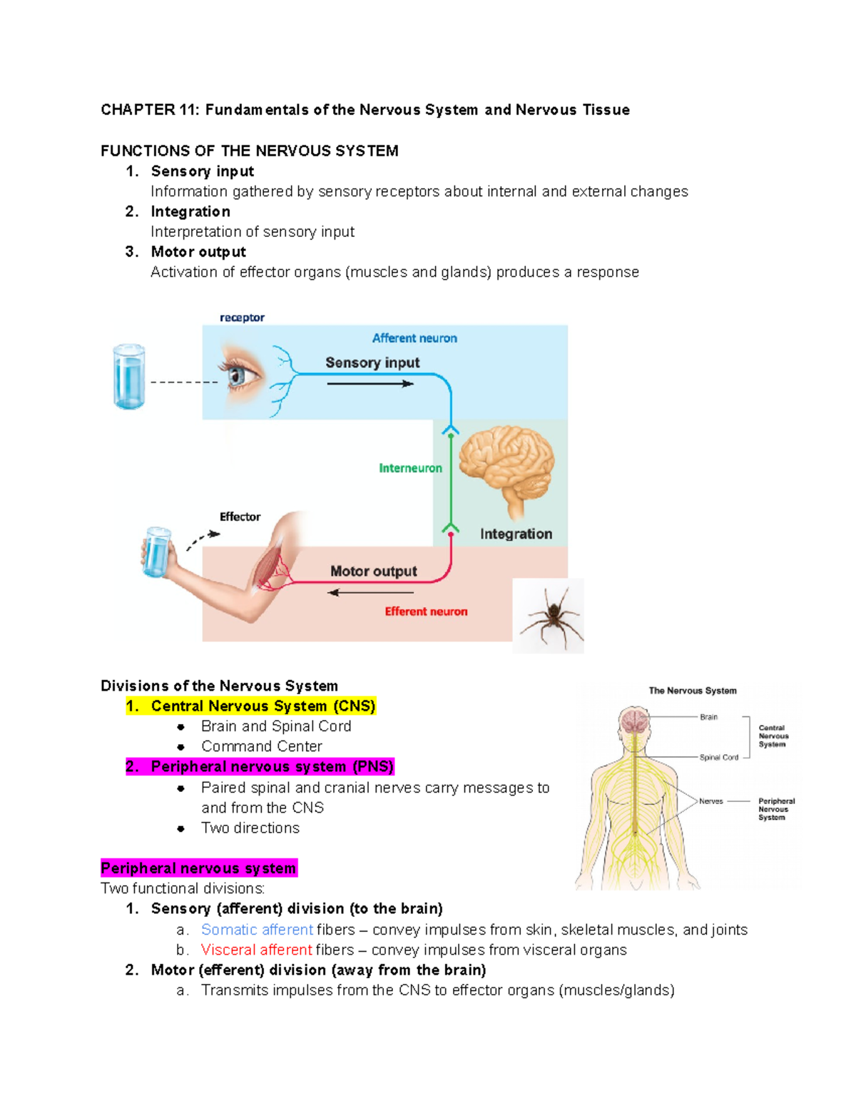 Chapter 11 Nervous System - CHAPTER 11: Fundamentals Of The Nervous System And Nervous Tissue ...