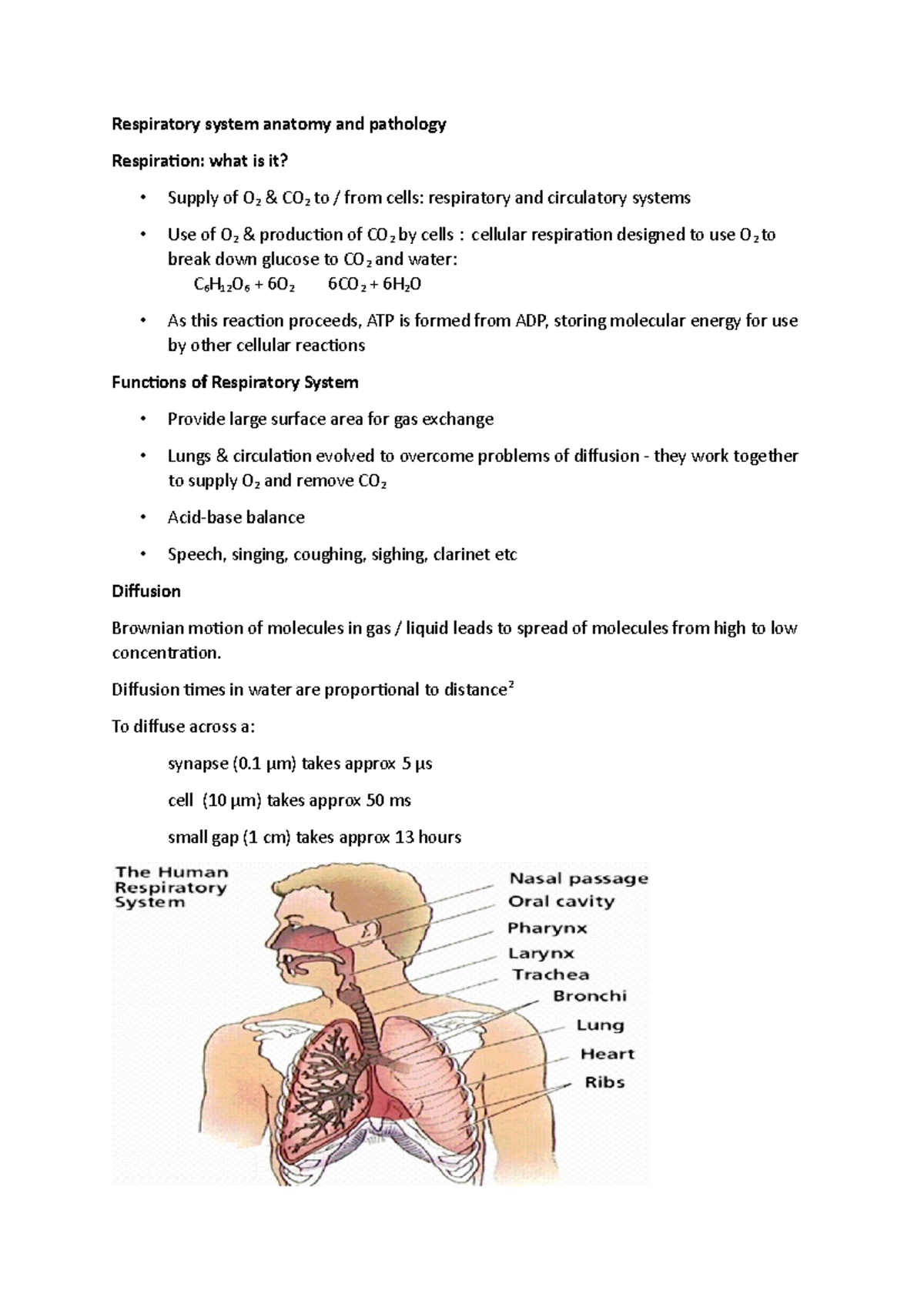 Respiratory System Anatomy And Pathology - Respiratory System Anatomy ...