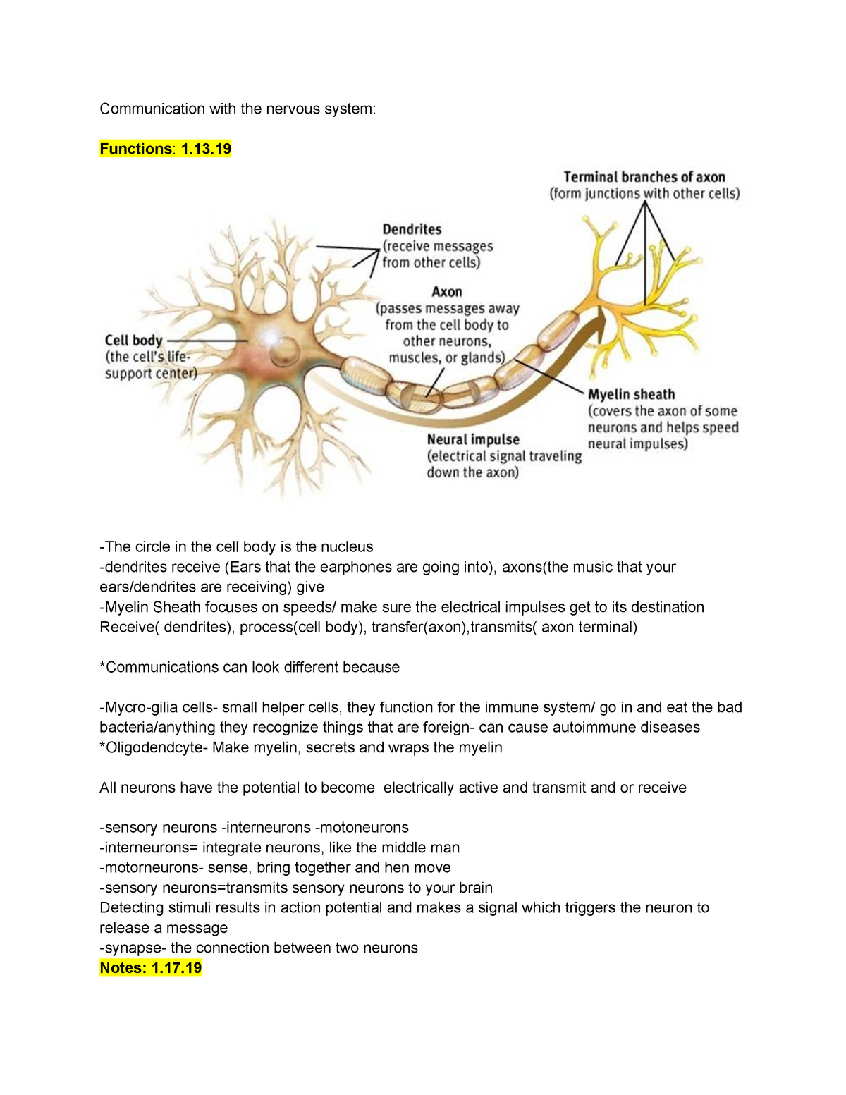 Physio Notes - communication with the nervous system - PSY 21 Within Nervous System Worksheet High School