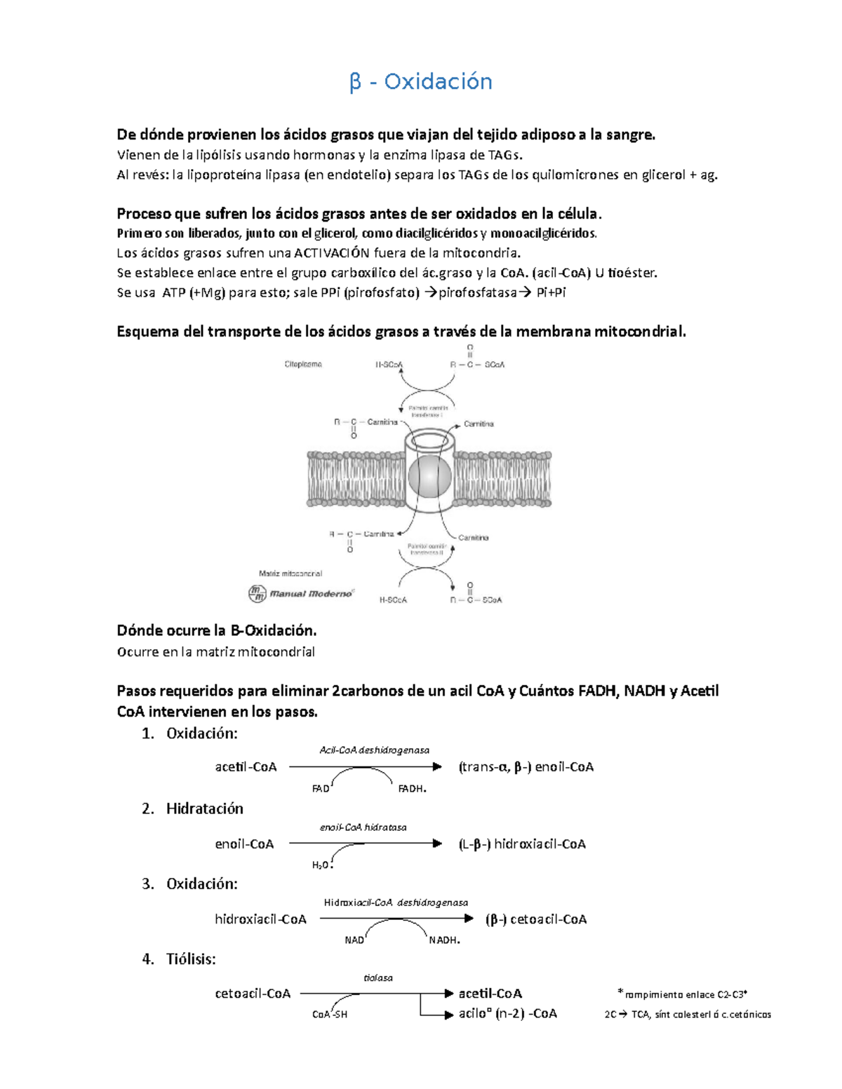 B-Oxidación - Beta Oxidación Proceso Que Sufren Los ácidos Grasos Antes ...