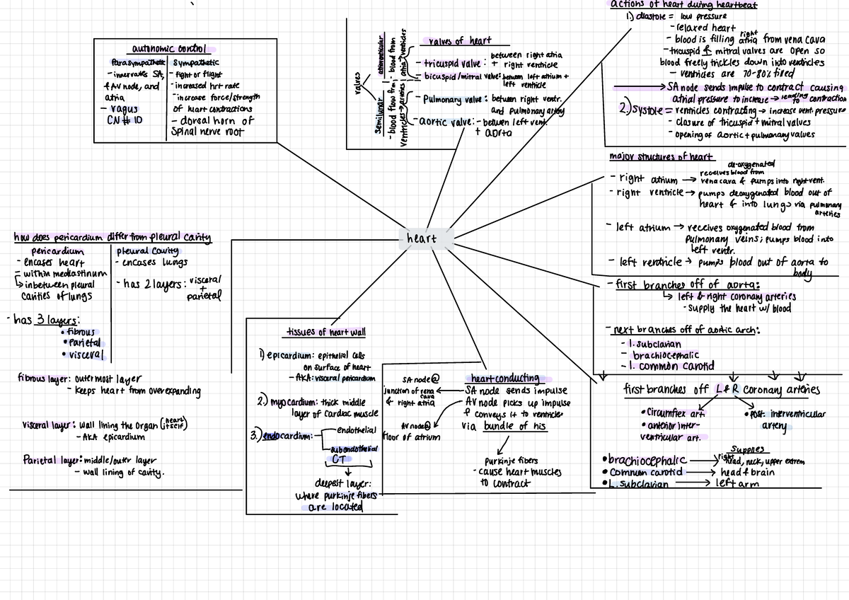 Exam 4 Study - Human Anatomy Babler - covers: entirety of content ...