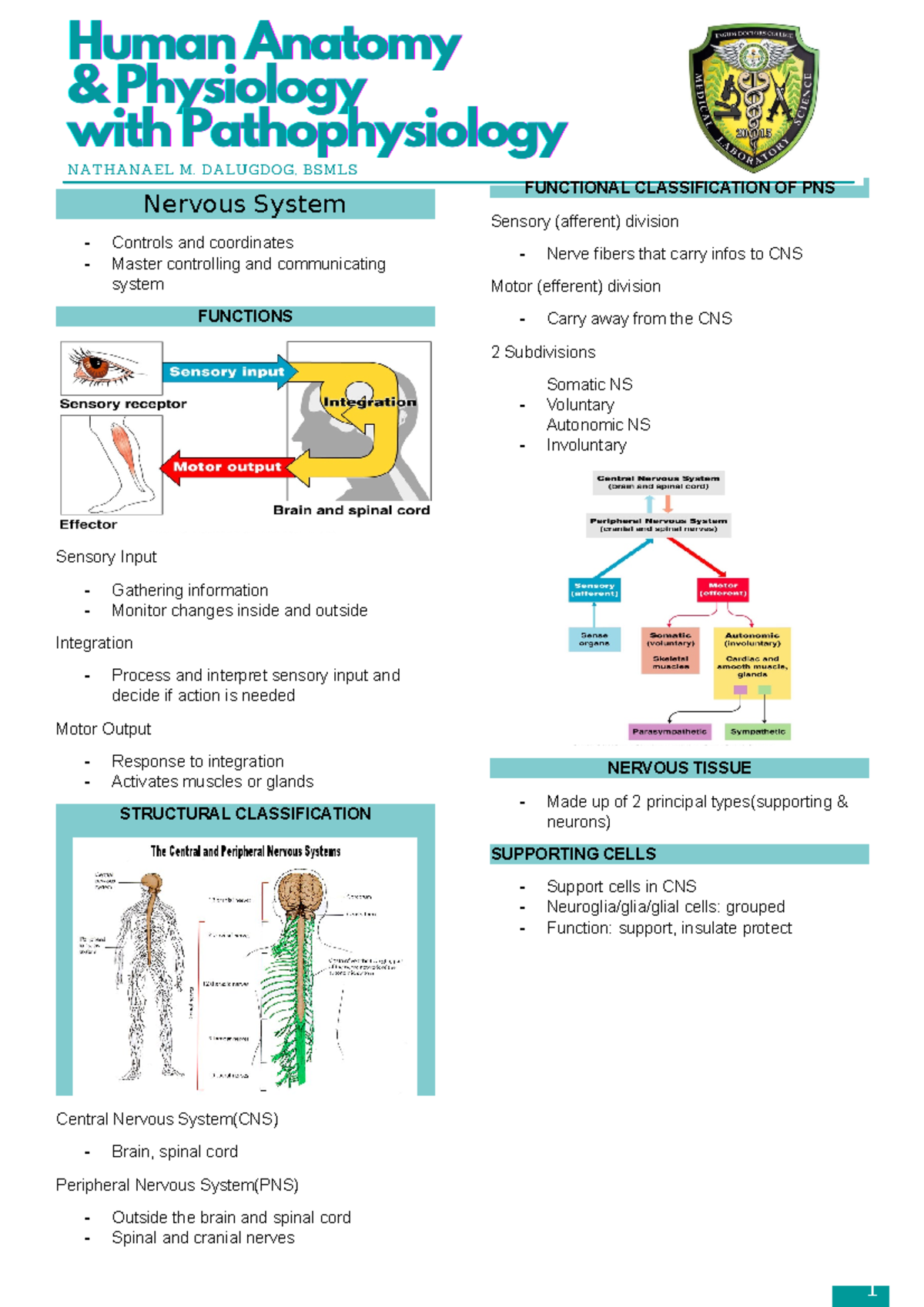 ANATOMY AND PHYSIOLOGY WITH PATHOPHYSIOLOGY Nervous System (notes