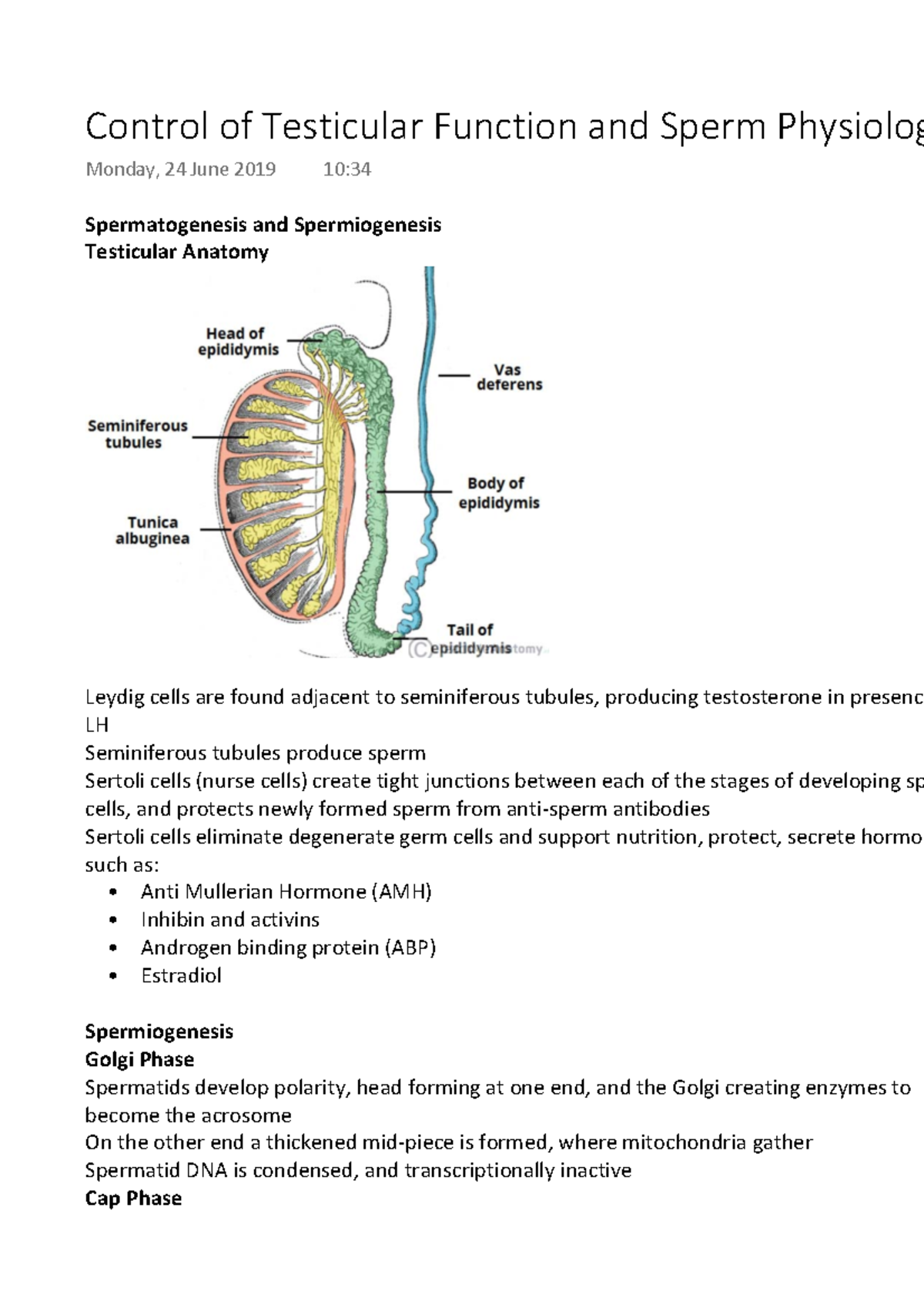 Control Of Testicular Function And Sperm Physiology Spermatogenesis