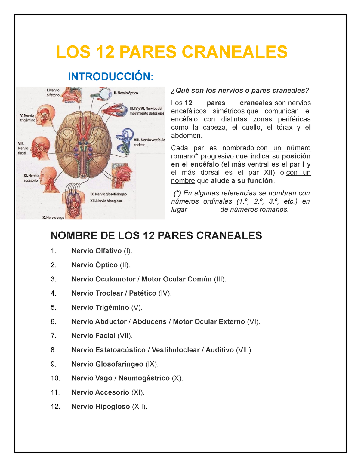 Los 12 Pares Craneales Apuntes 3 Los 12 Pares Craneales IntroducciÓn ¿qué Son Los Nervios O 0896