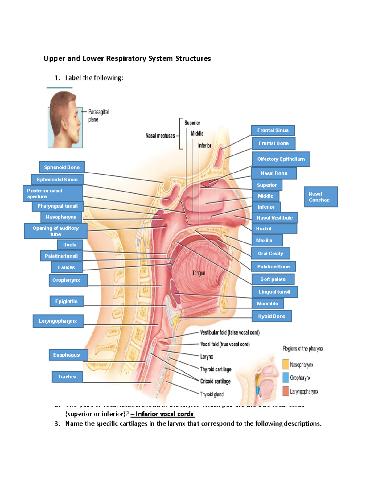 LEA JOY JUGO - Exercise 22 - Upper and Lower Respiratory System ...