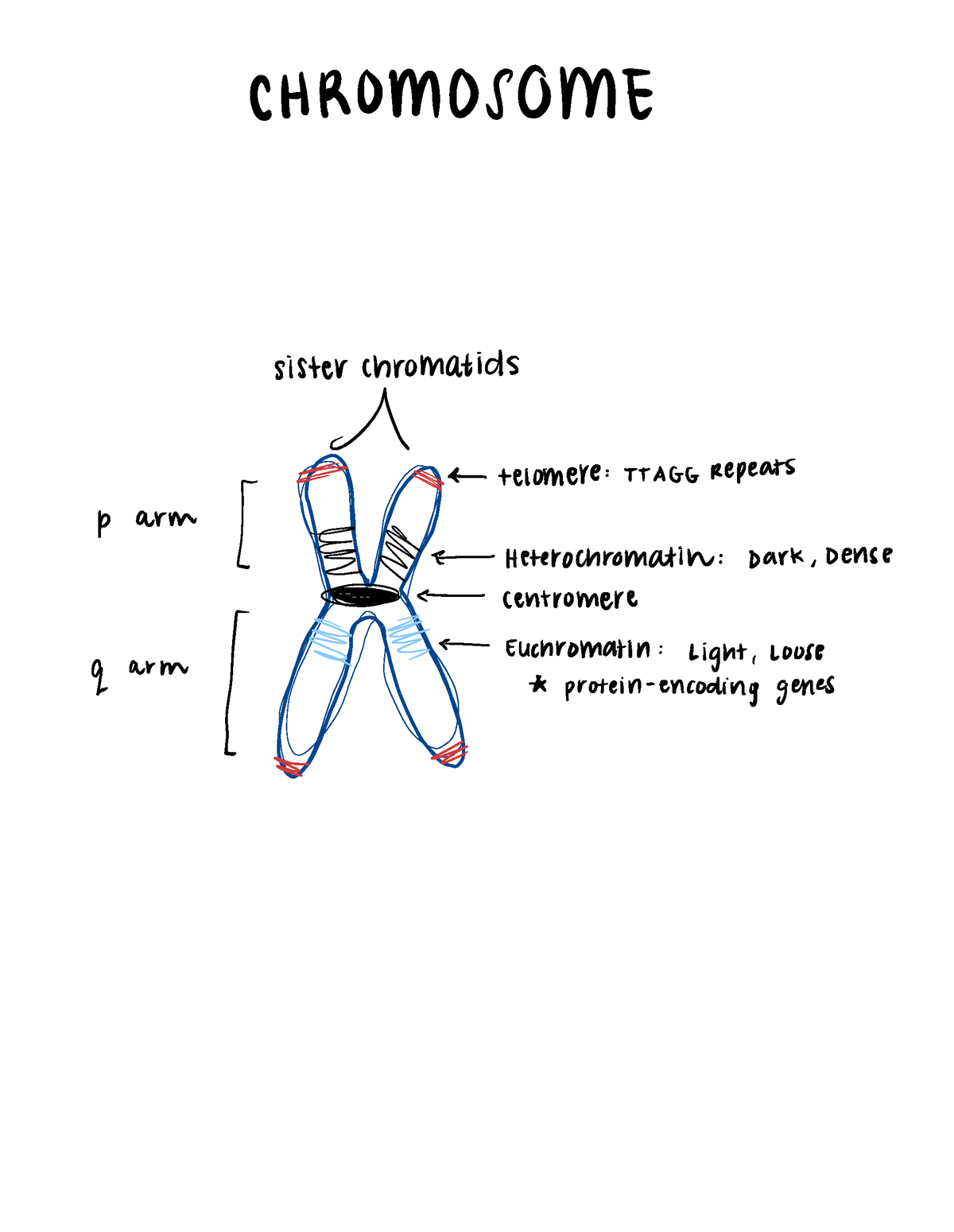 Genetics Final Exam Review - Chromosome Sister Chromatids D P Arm [ ¬ 