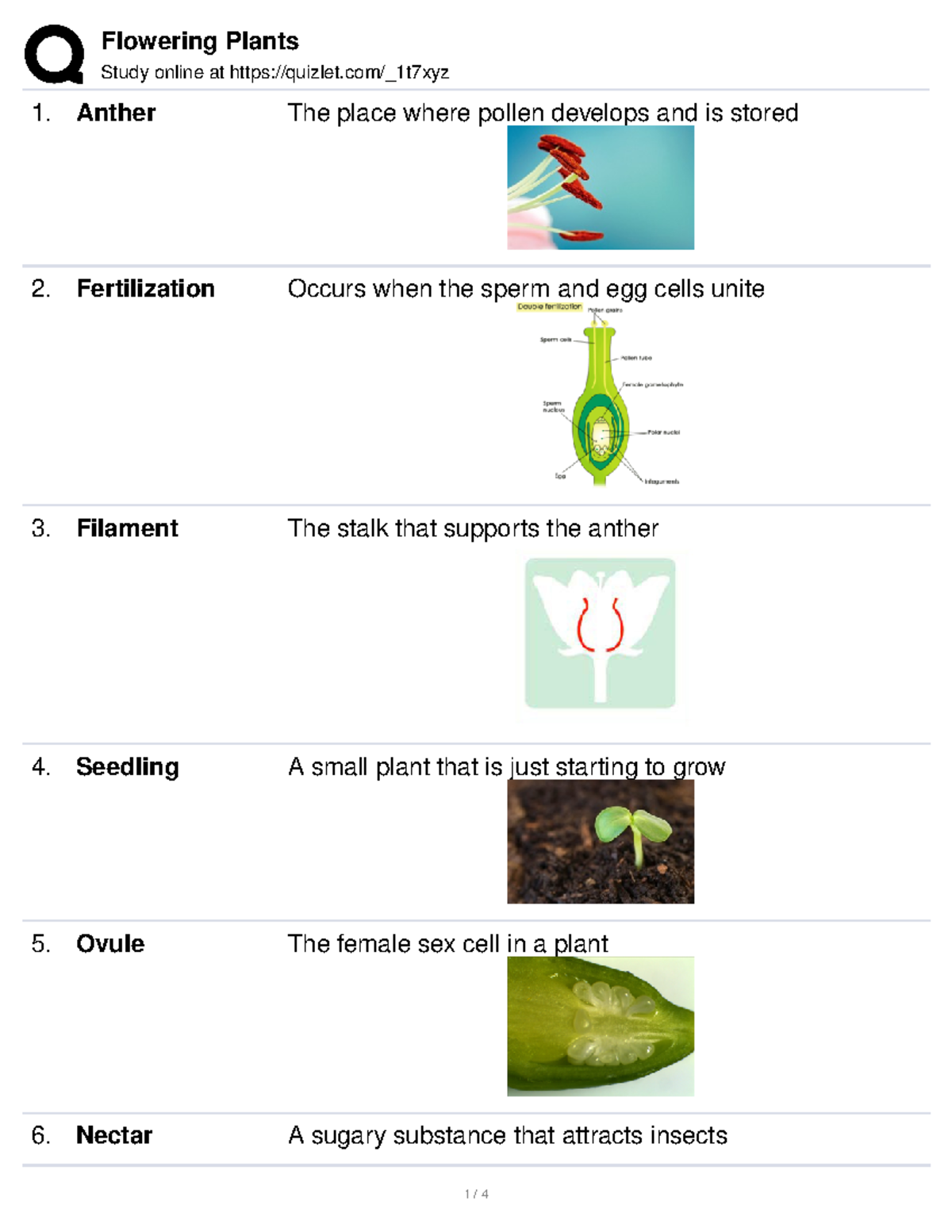 Flowering plants Study online at quizlet/_1t7xyz Anther The place