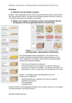 Epithelgewebe des Körpers