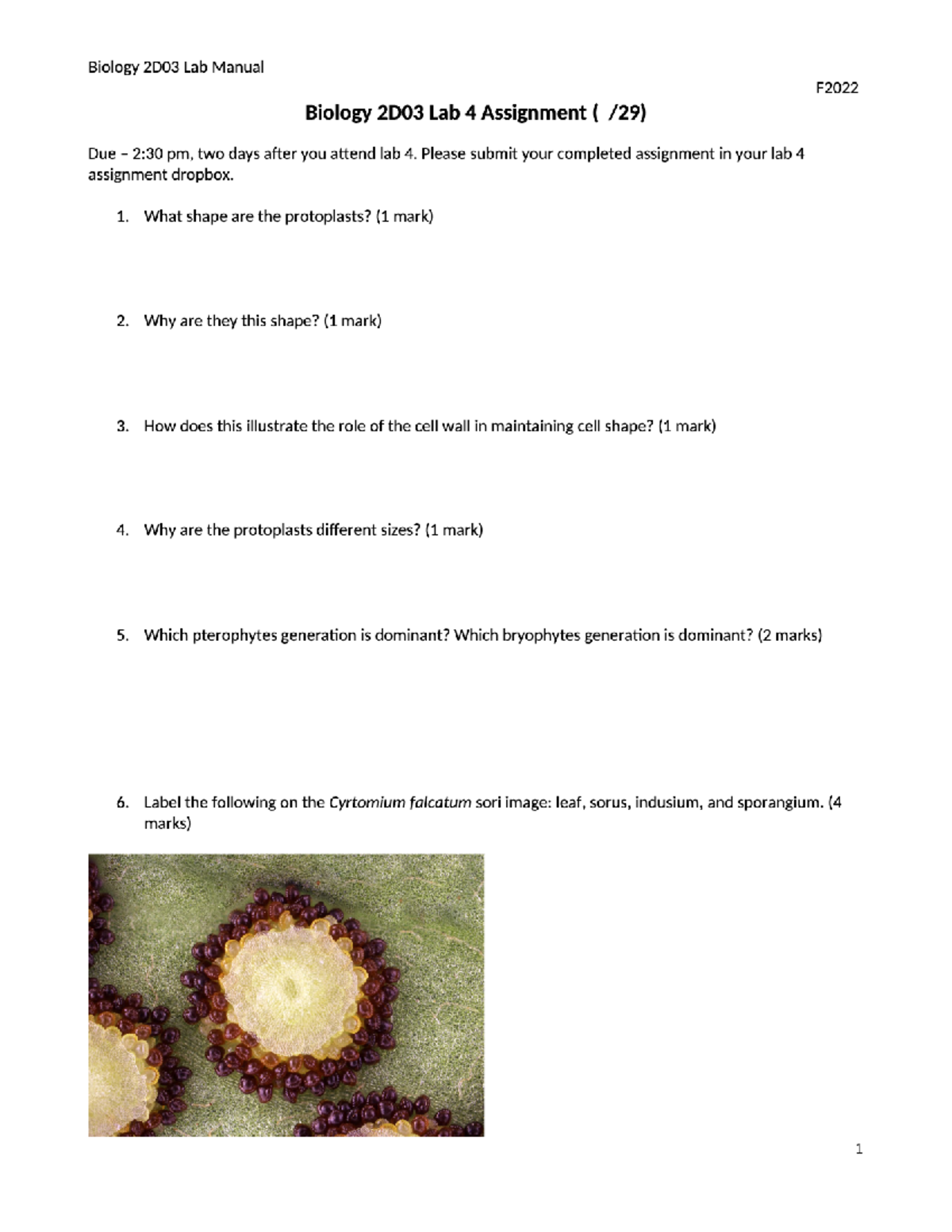 Bio 2D03 Lab 4 Assignment F22 Biology 2D03 Plant Biodiversity And   Thumb 1200 1553 