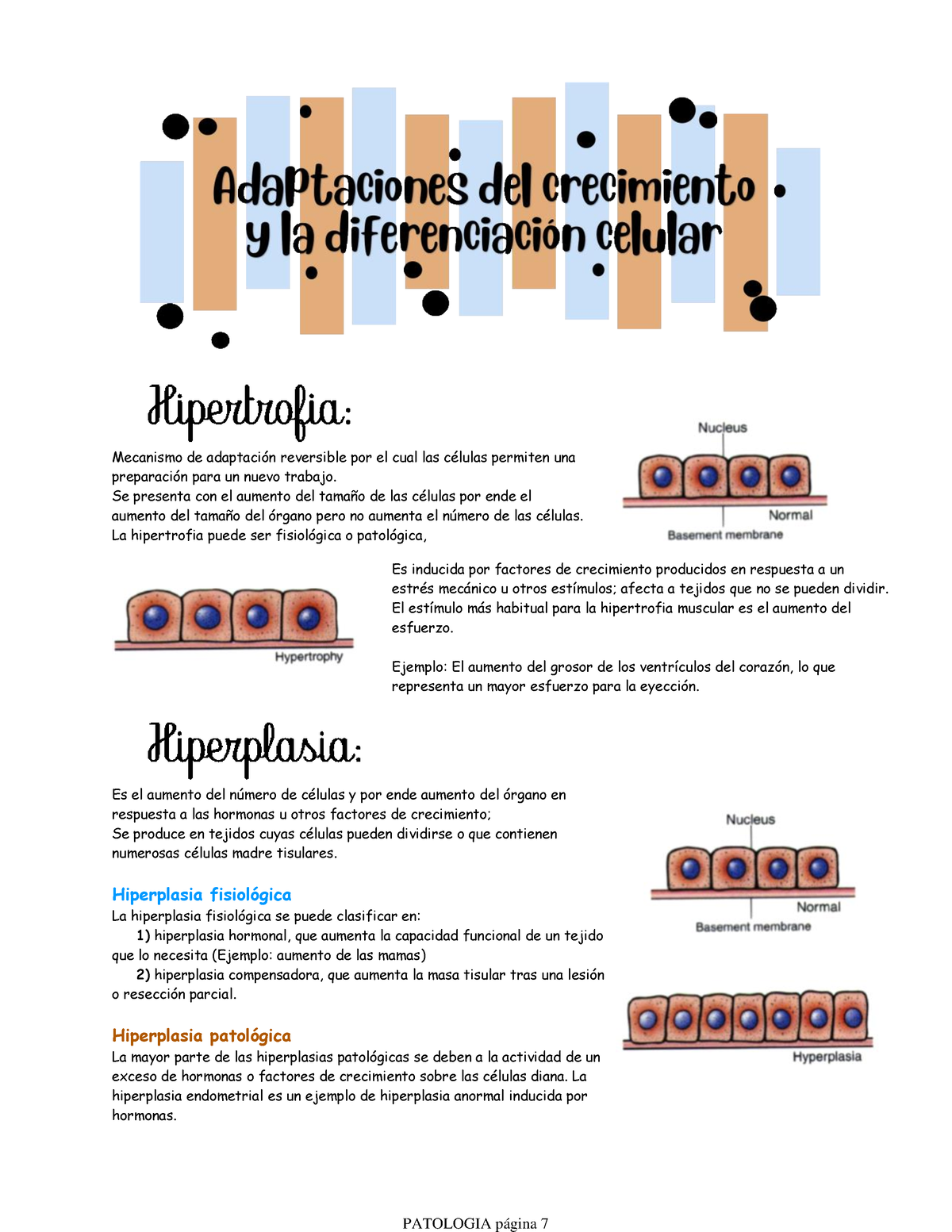 Adaptaciones Del Crecimiento Y La Diferenciacion Celular Adaptaciones Del Crecimiento Y La 2947