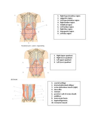 Cranial Nerves L6 Week 10 - Cranial Nerves L 6 Week 10 12 cranial ...