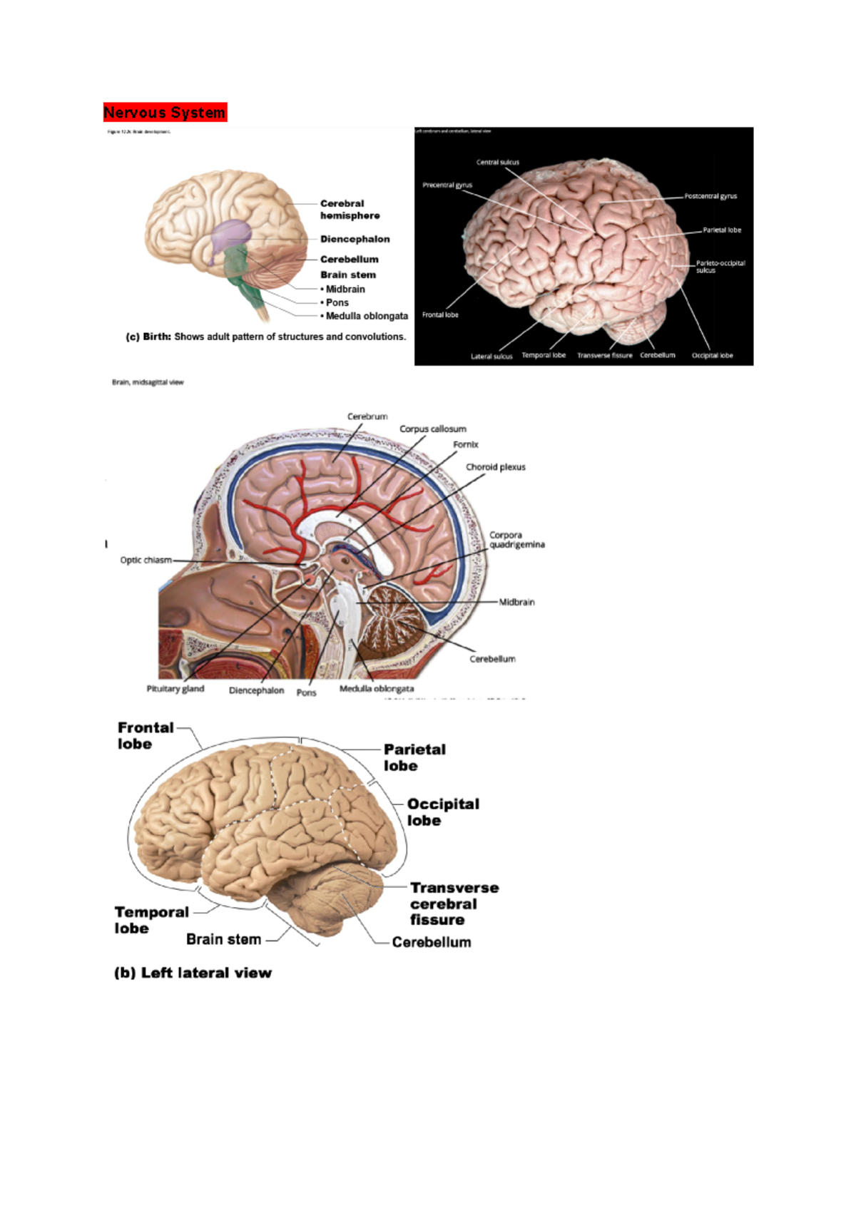 Exam Diagrams - PBHM - C10300 - Nervous System Endocrine System - Studocu