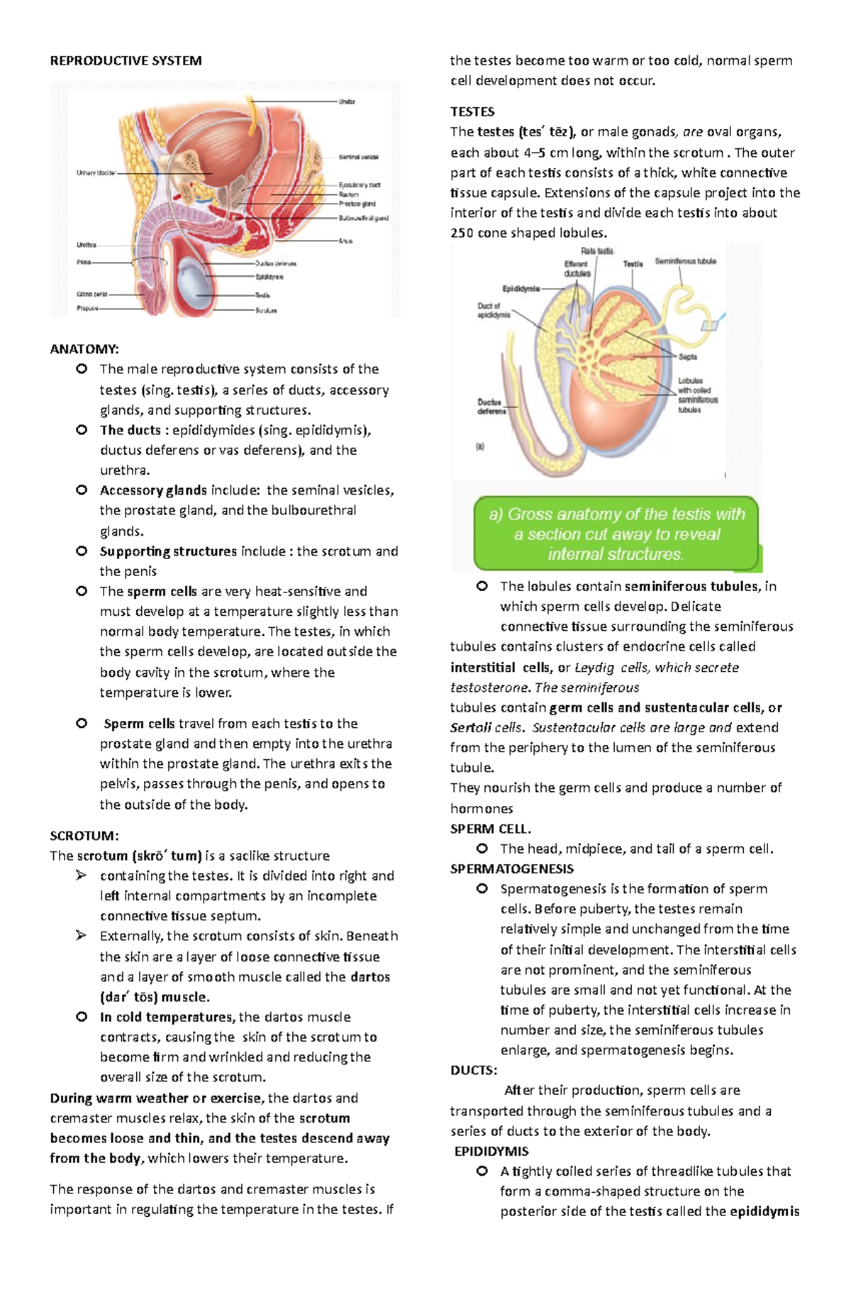 Chap11.Repro (Male) - This contains information about the male ...