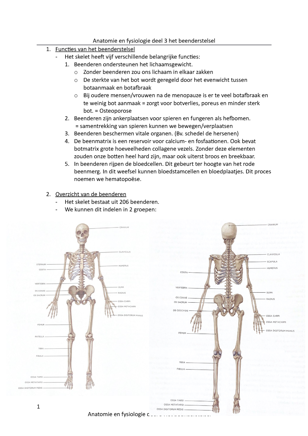 Anatomie En Fysiologie Deel 3 Het Beenderstelsel Anatomie En