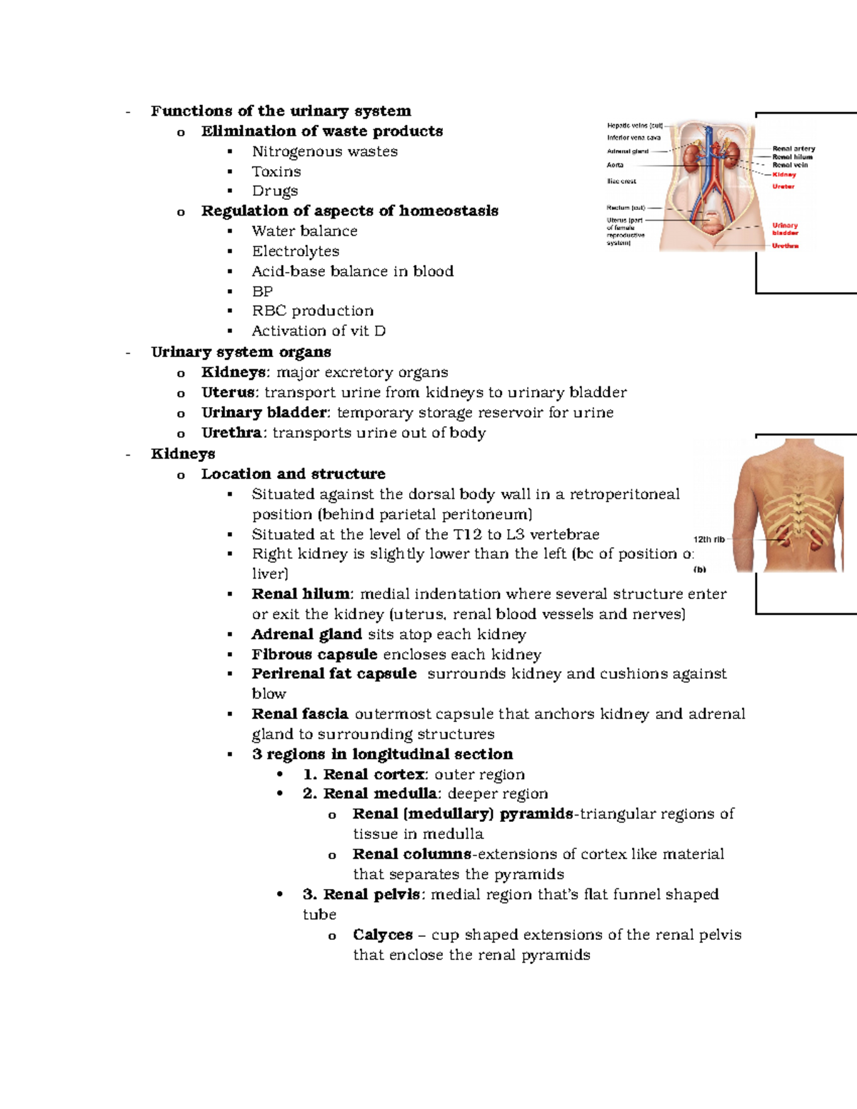 Chapter 25 - Urinary System - Functions Of The Urinary System O ...