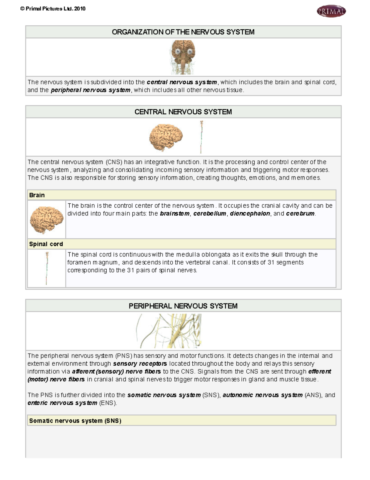 Organisation of the nervous system - ORGANIZATION OF THE NERVOUS SYSTEM ...