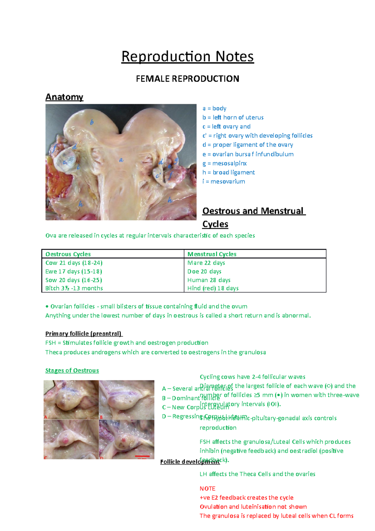 Reproduction Notes Reproduction Notes FEMALE REPRODUCTION Anatomy a