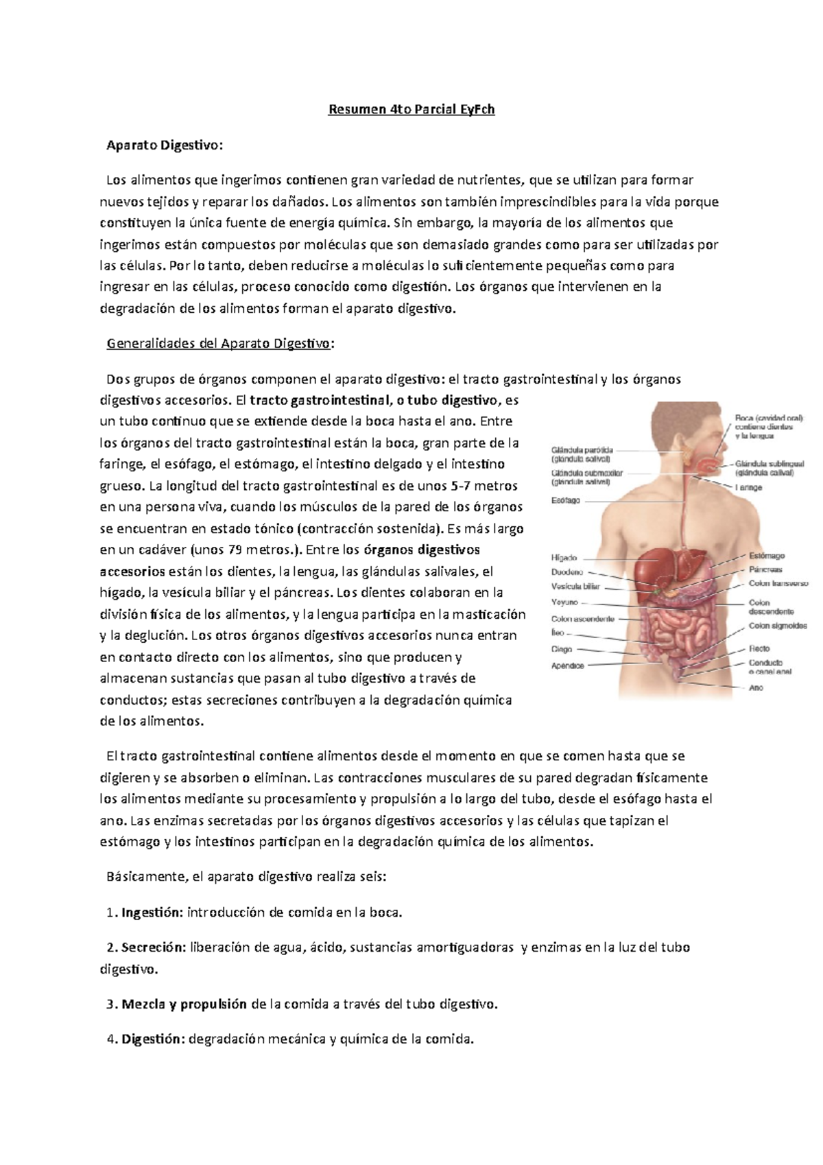 Resumen 4to Parcial Ey Fch Resumen 4to Parcial Eyfch Aparato Digestivo Los Alimentos Que Studocu