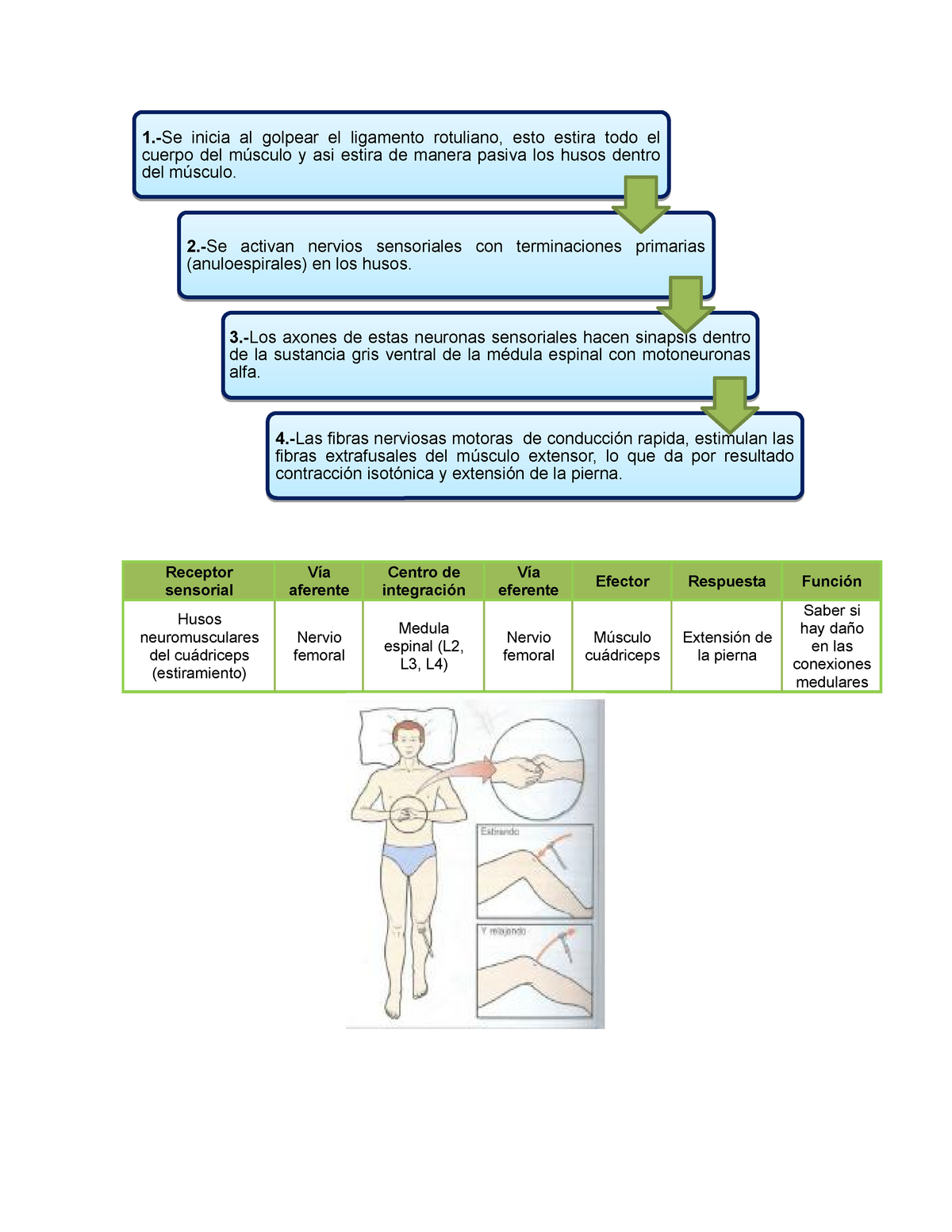 Diagrama del arco reflejo del reflejo rotuliano