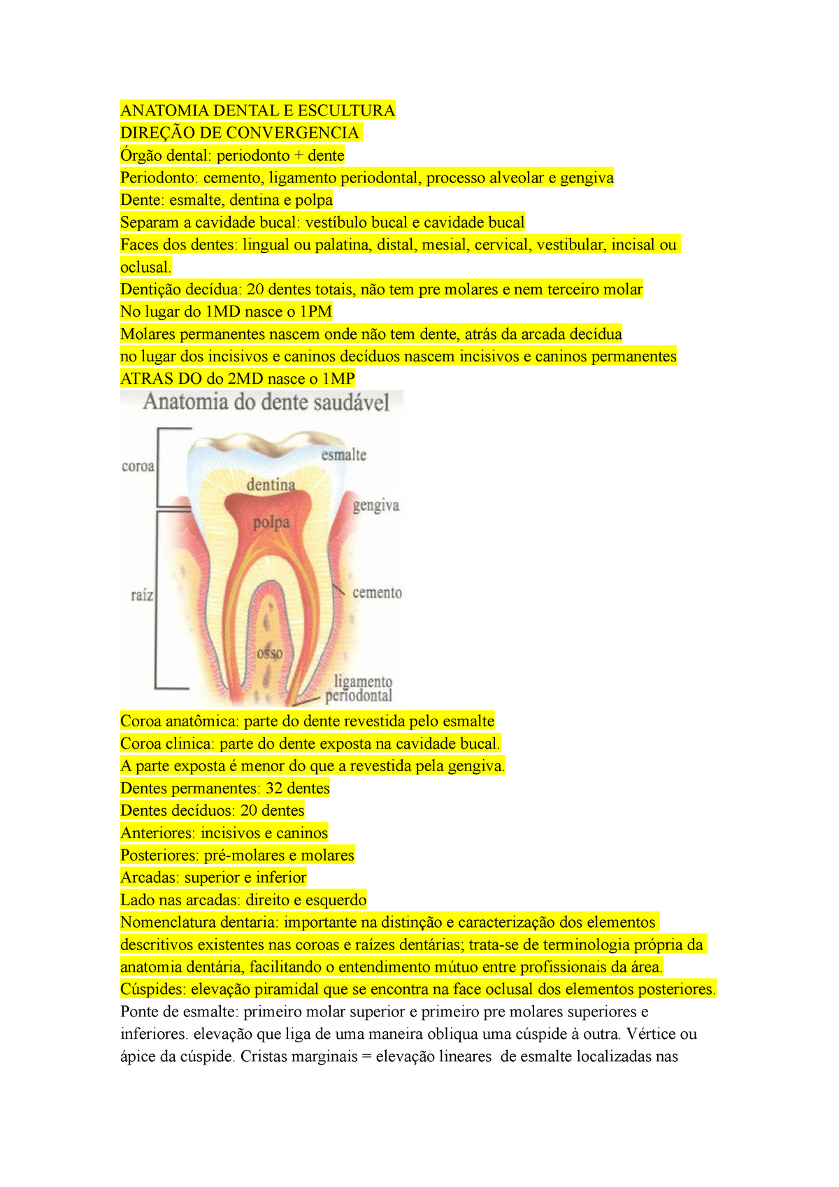 Anatomia Dental Completo Anatomia Do Dente Anatomia Dental E Escultura DireÇÃo De Convergencia 5061