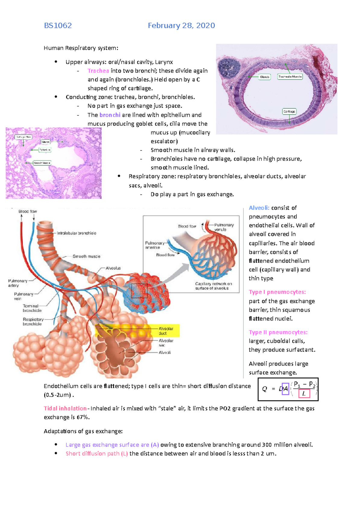 The lungs notes - L1-9 - Human Respiratory system: Upper airways: oral ...