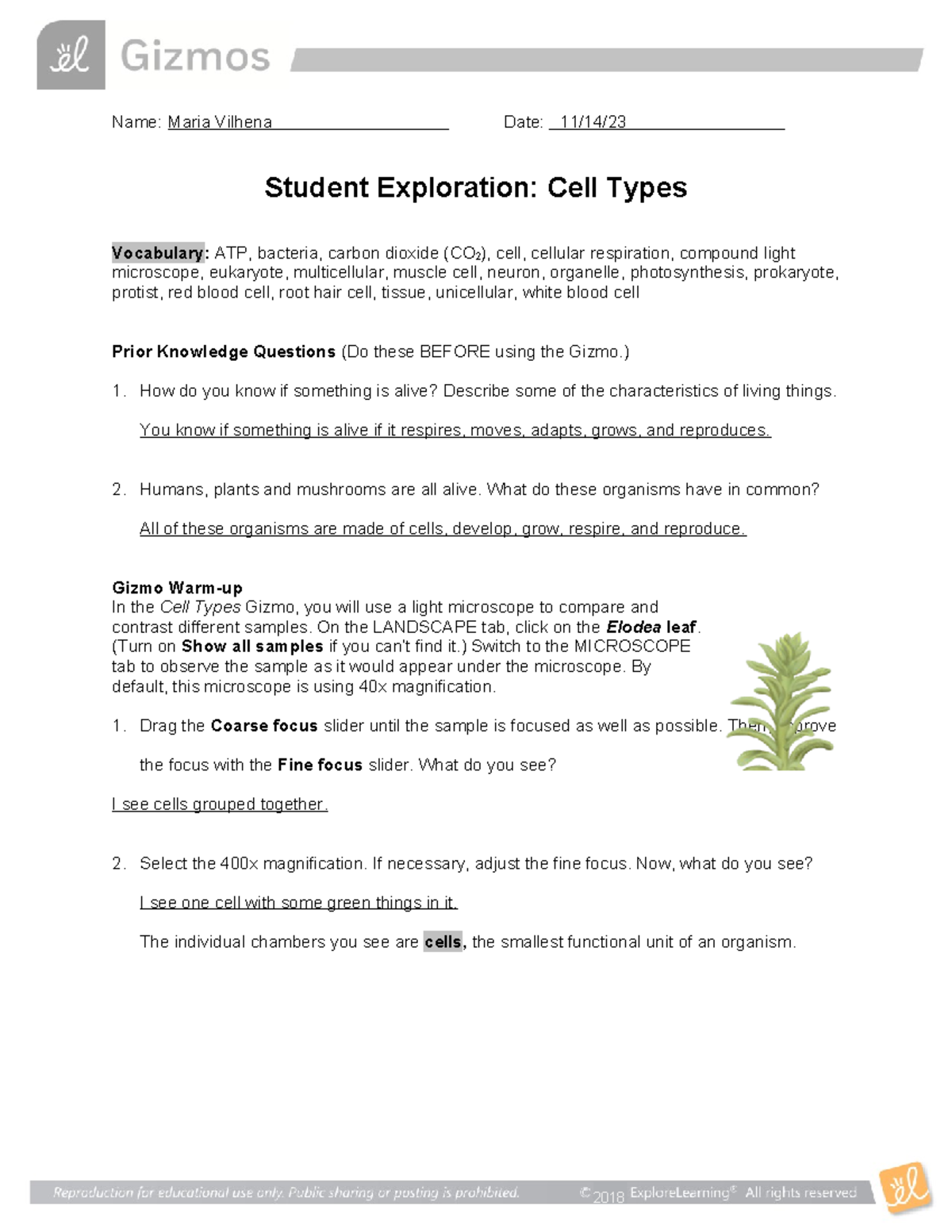 Cell+Types+Gizmo - Name: Maria Vilhena Date: 11/14/ Student Exploration ...