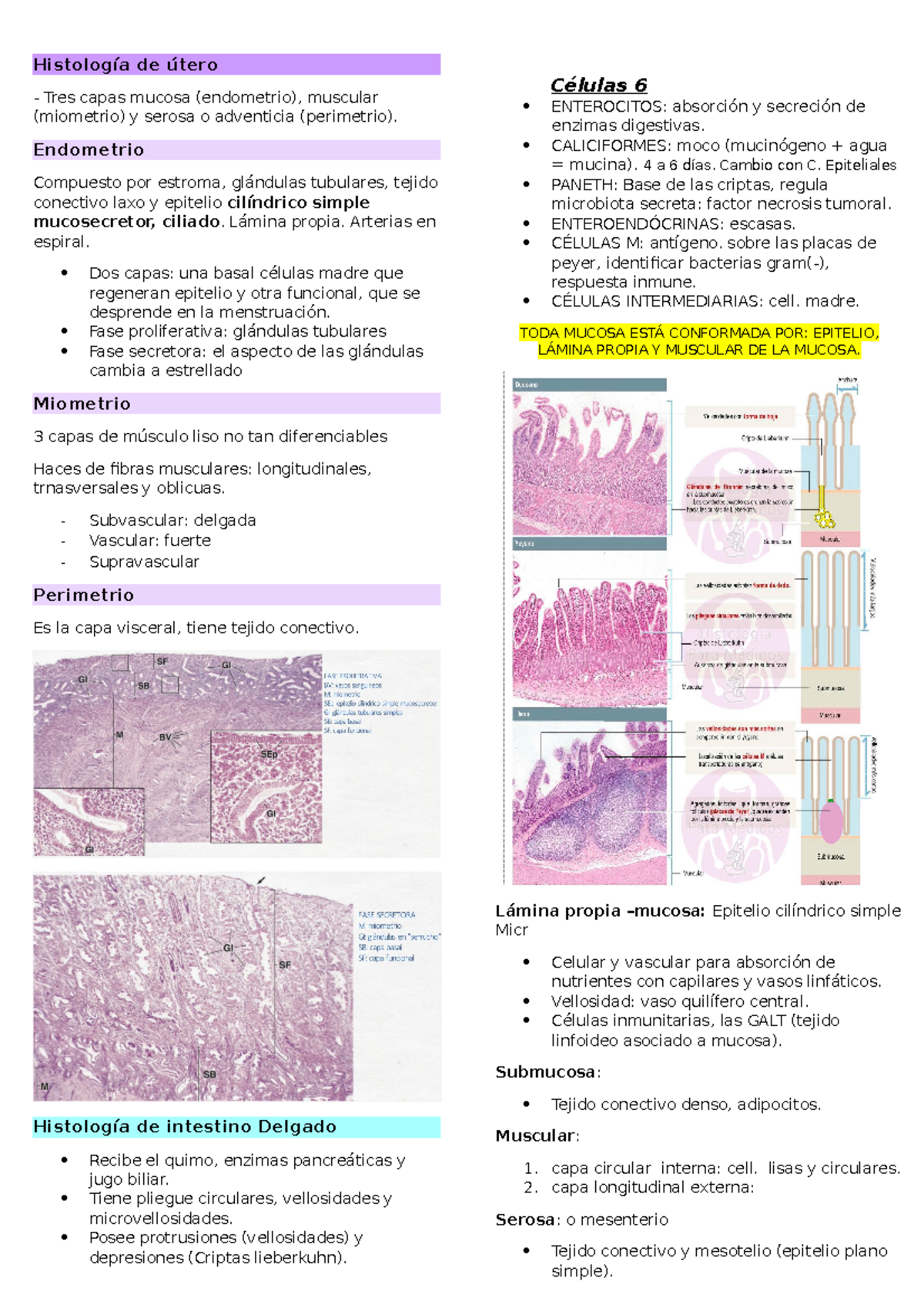 capa funcional de la histología del útero