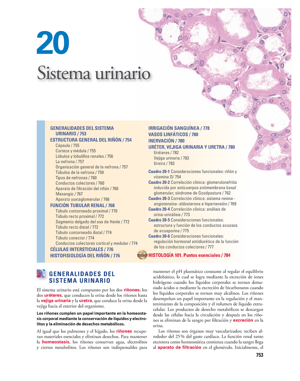 Histolog A Ross Semana Morfofisiolog A Histolog A Humana Upao Studocu