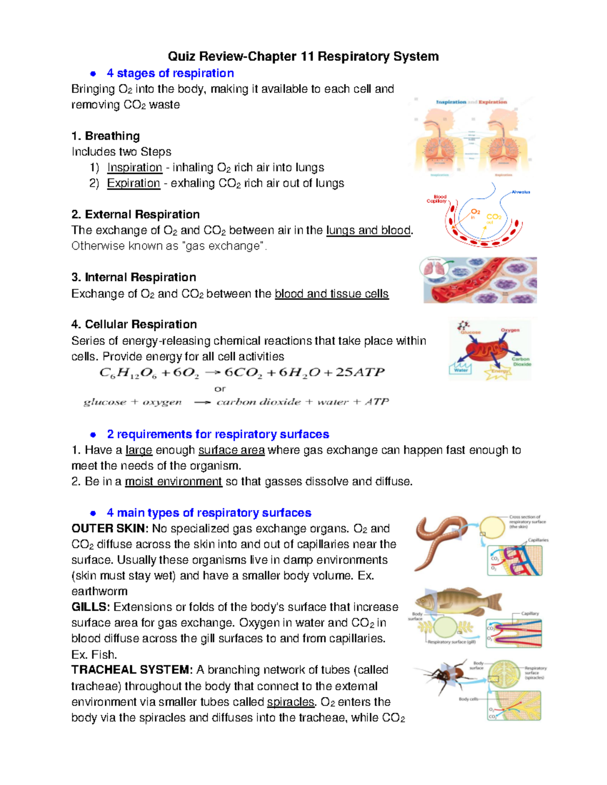 Quiz ReviewChapter 11 Respiratory System PART 1 Quiz ReviewChapter