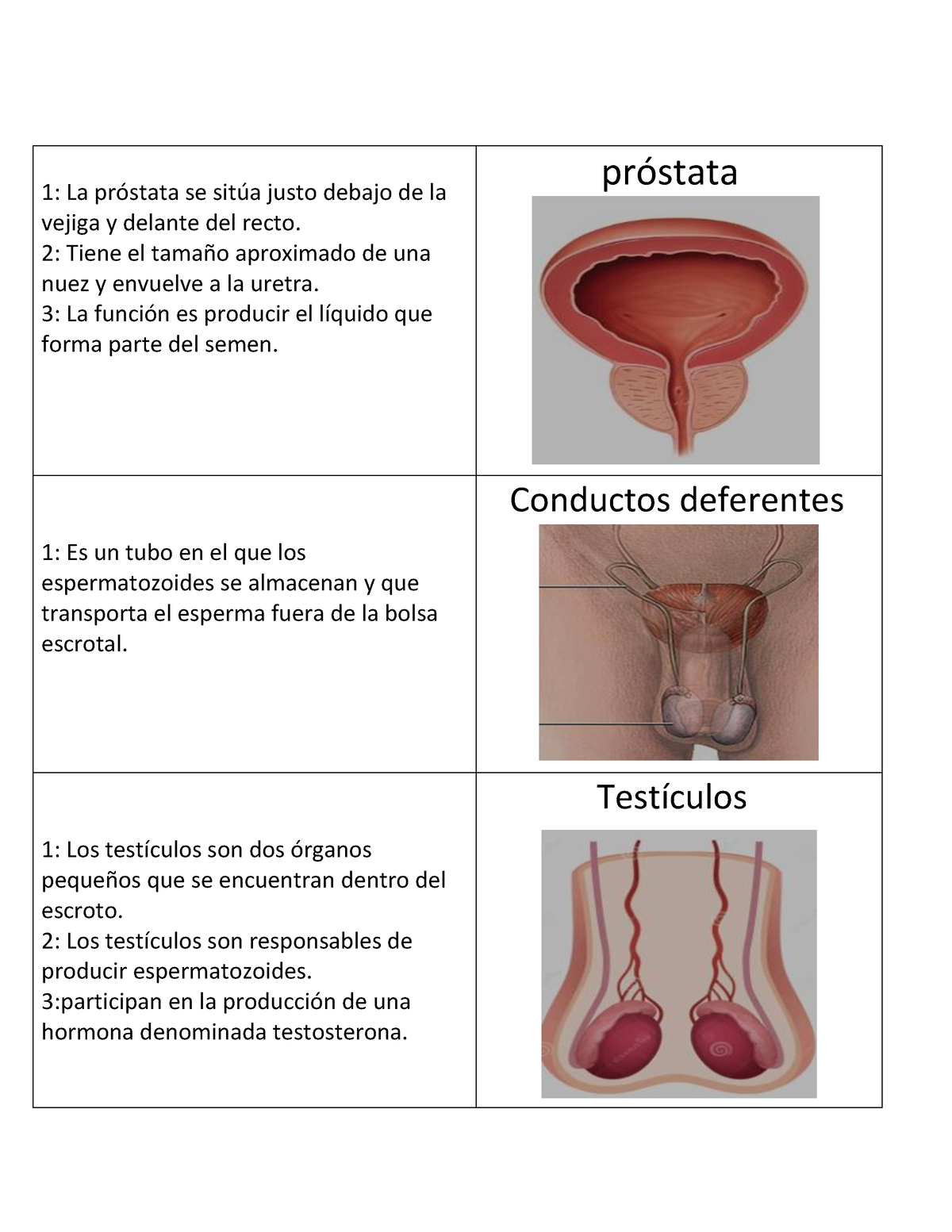 Juego de mesa - 1: La prÛstata se sit ̇a justo debajo de la vejiga y  delante del recto. 2: Tiene el - Studocu