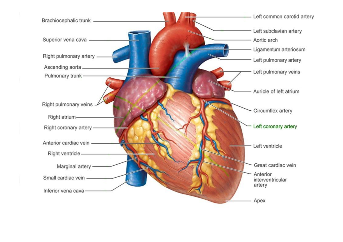 Anatomy resources[ 11650 ] - Studocu