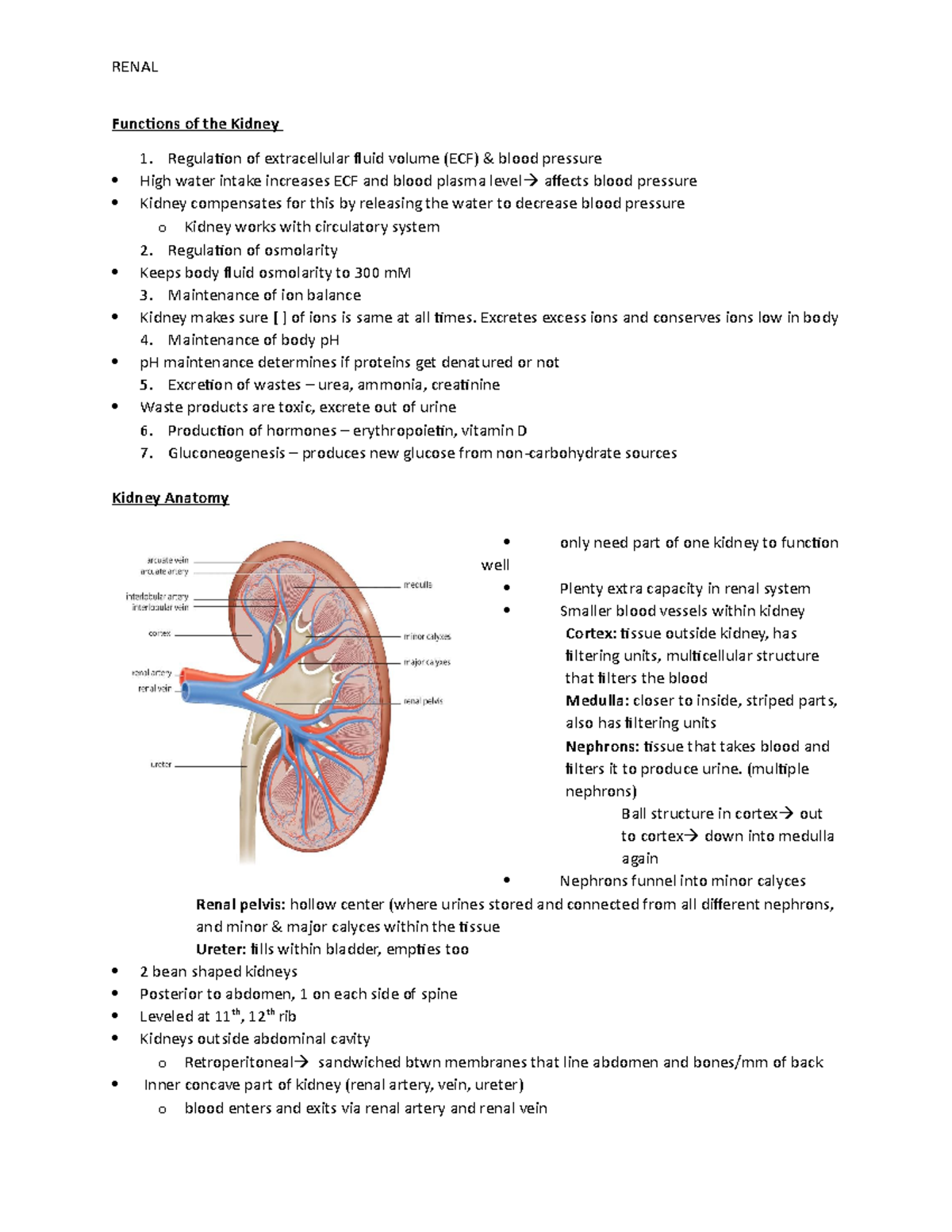 Renal Physiology notes - RENAL Functions of the Kidney 1. Regulation of ...