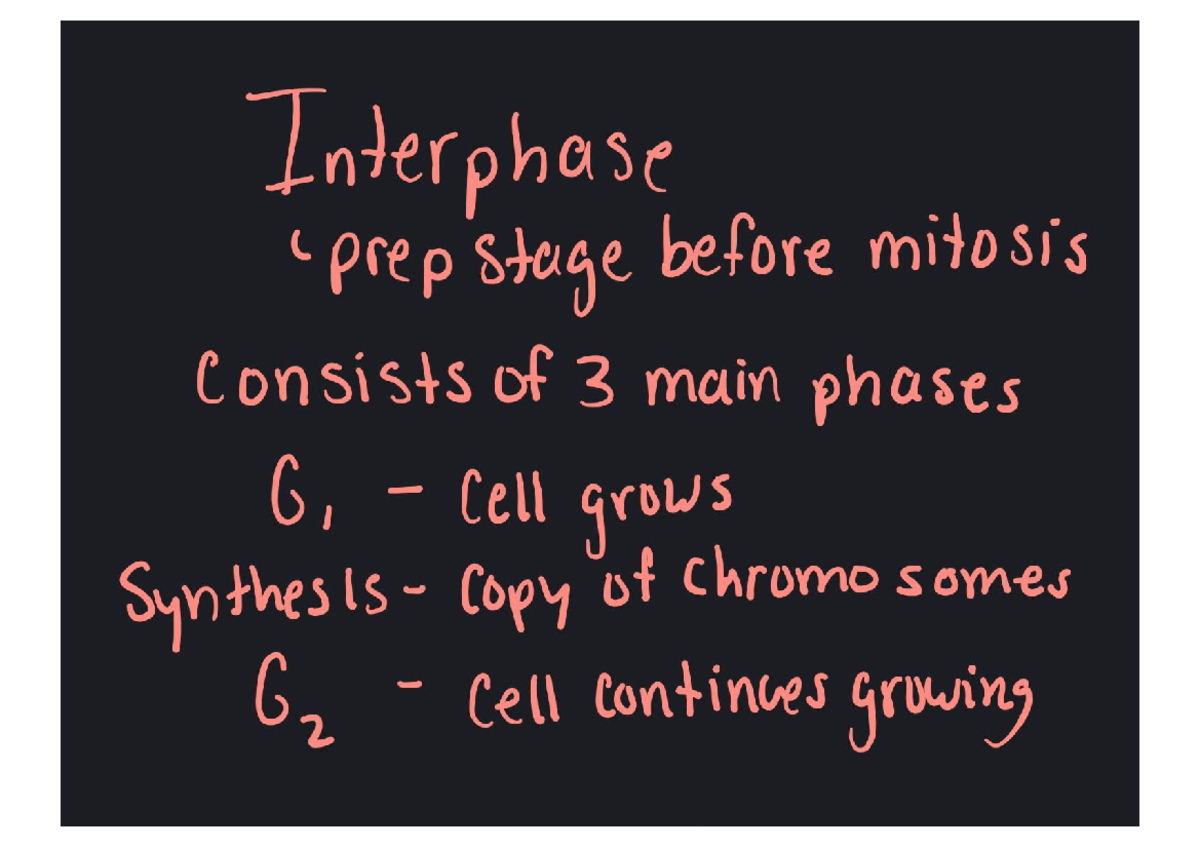 Interphase - Studocu