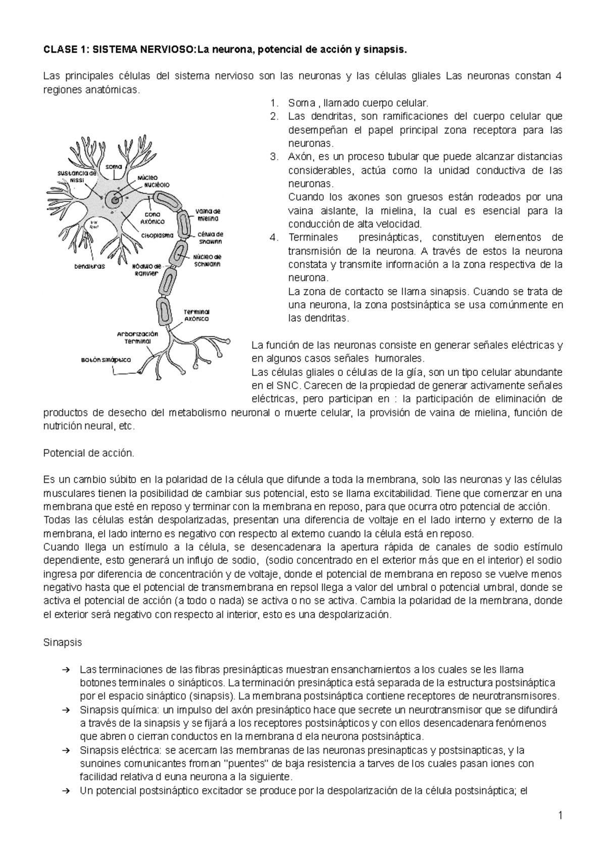 APUNTES DE FISIOLOGIA BASICA - CLASE 1: SISTEMA NERVIOSO:La neurona ...