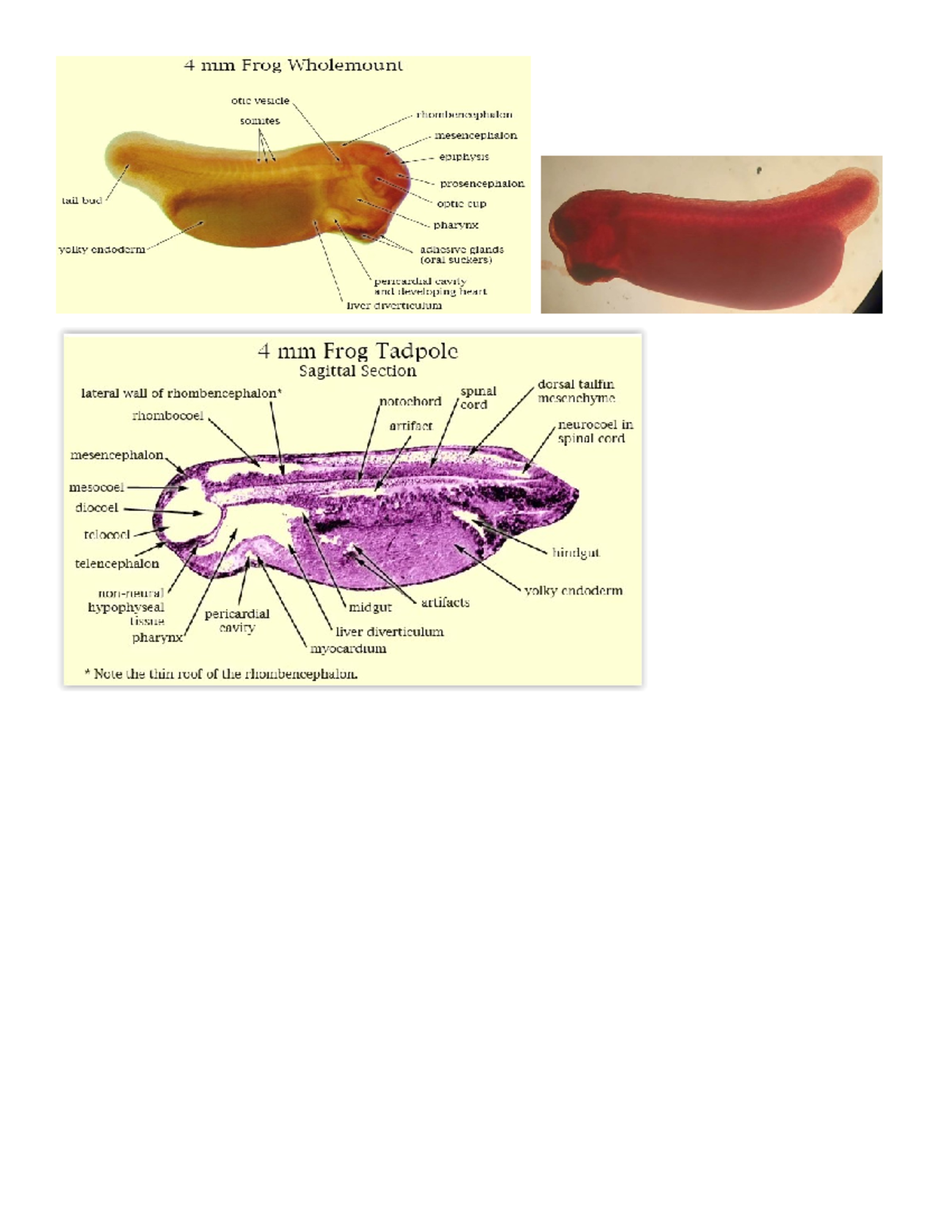 Frogs-embryo-picures-for-quize - Bs Biology - 7mm whole mount Frog’s ...