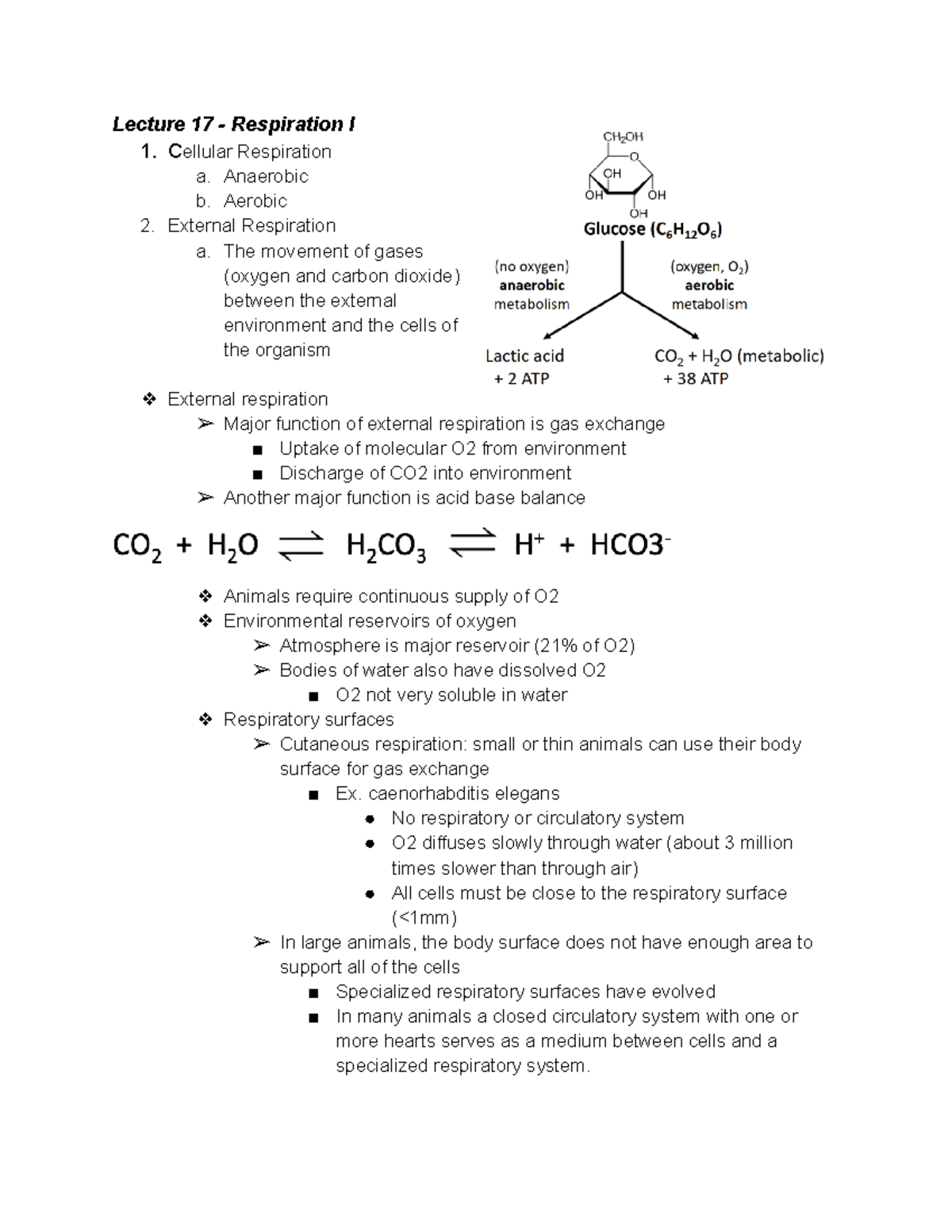 Bio Final Exam Review - BIO 203 - SBU - Studocu
