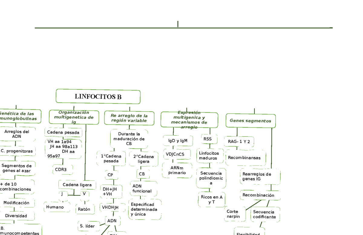 Linficitos B - Mapa Mental De La Funcion De Linfocitos B - LINFOCITOS B ...