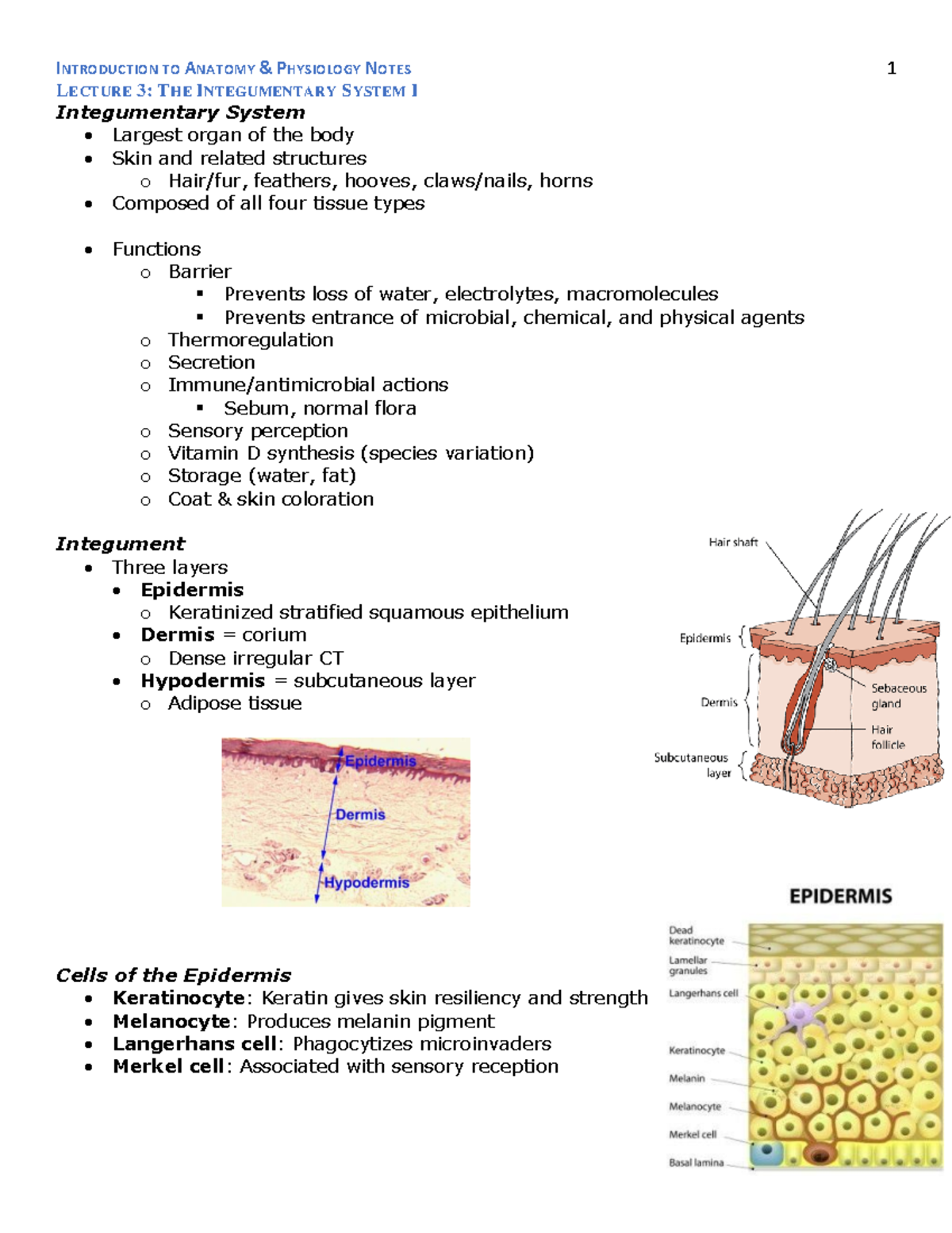 Lecture 3- THE Integumentary System I - LECTURE 3: THE INTEGUMENTARY ...