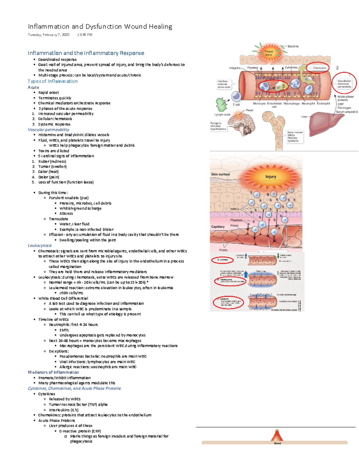 Inflammation - Studocu